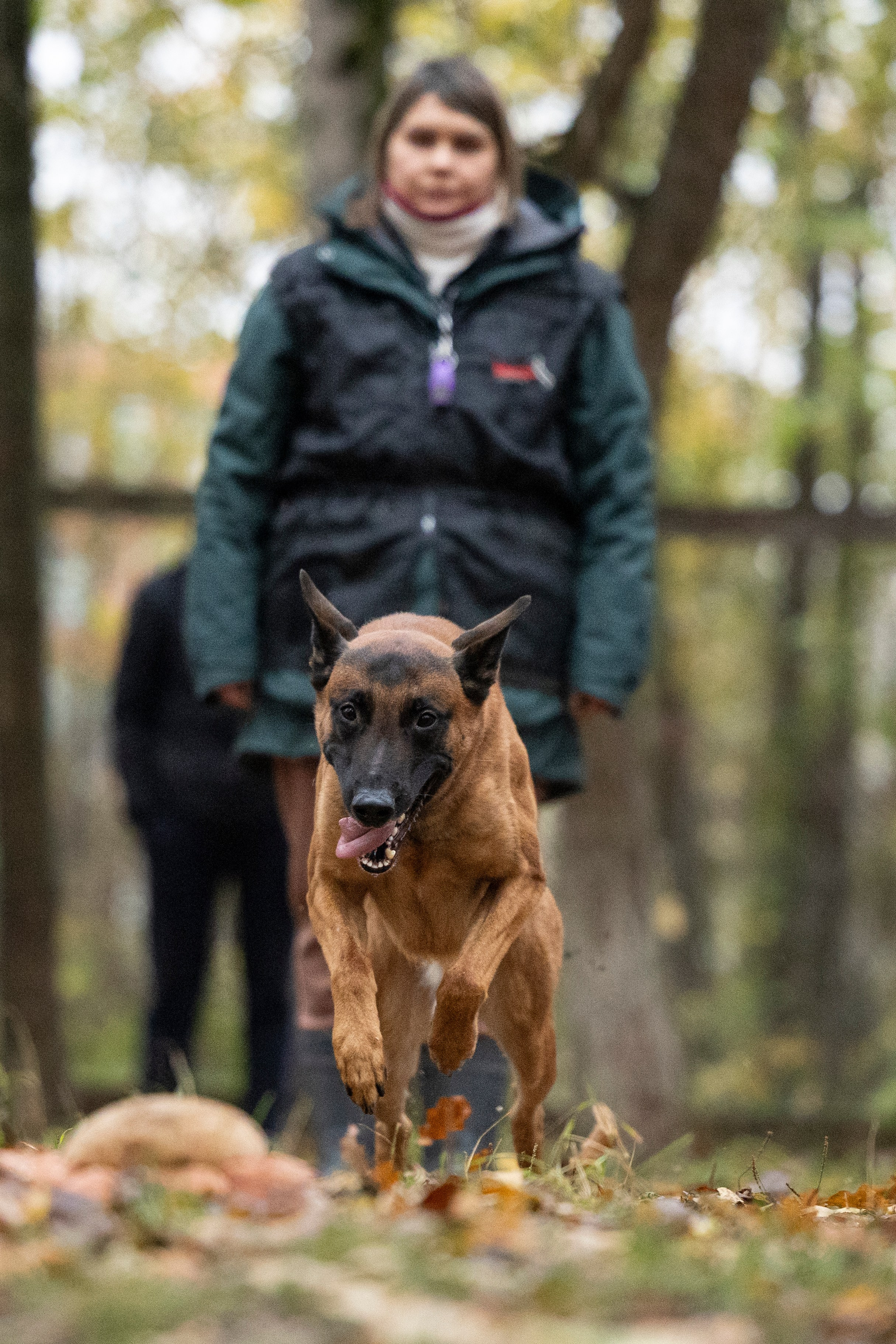 Соревнования по Мондьорингу г. Вологда. Фотограф-анималист Анна Маринич