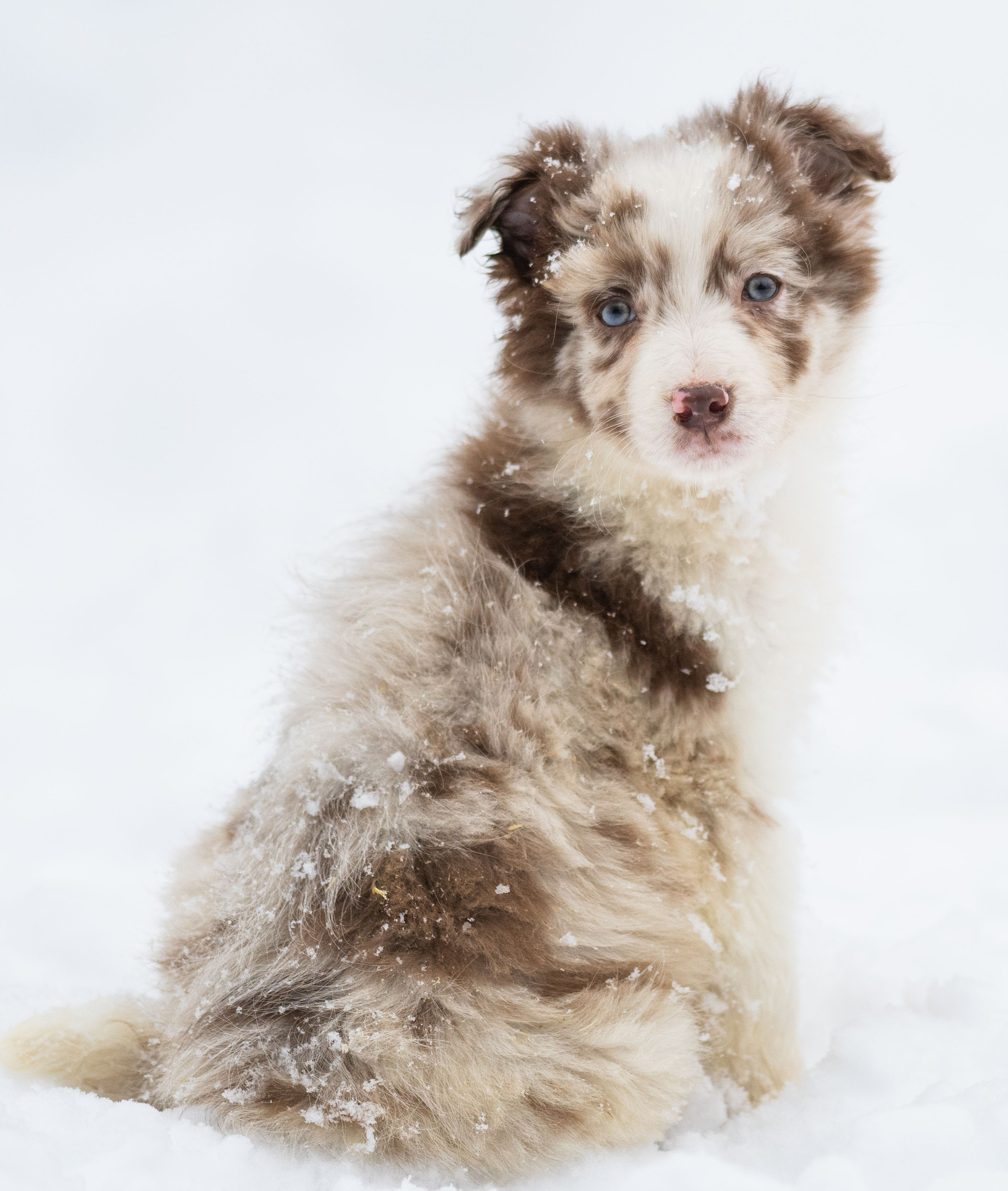 Фритсвит. Семейный фотограф Ефремова Виктория