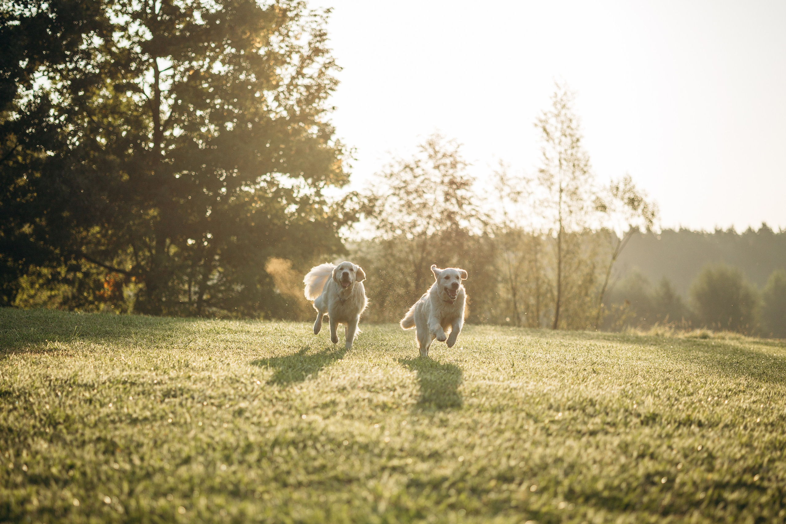 Ирина и ее золотинки. Фотограф — Анималист | Санкт-Петербург