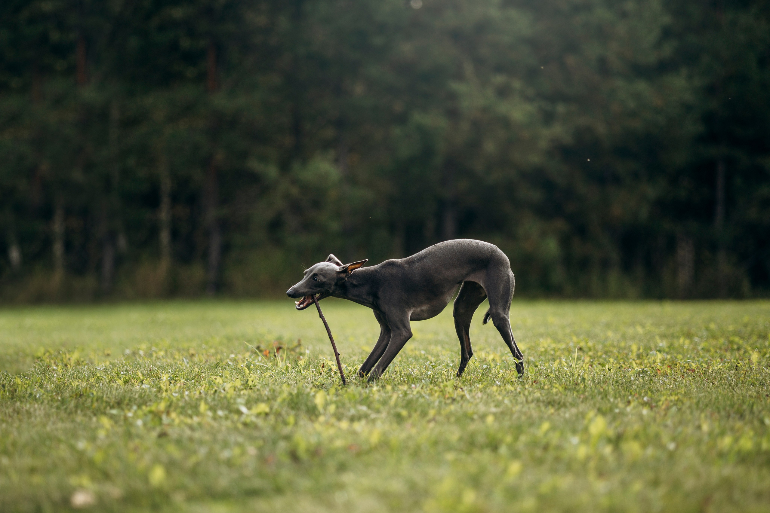Лучик и ее семья. Фотограф — Анималист | Санкт-Петербург