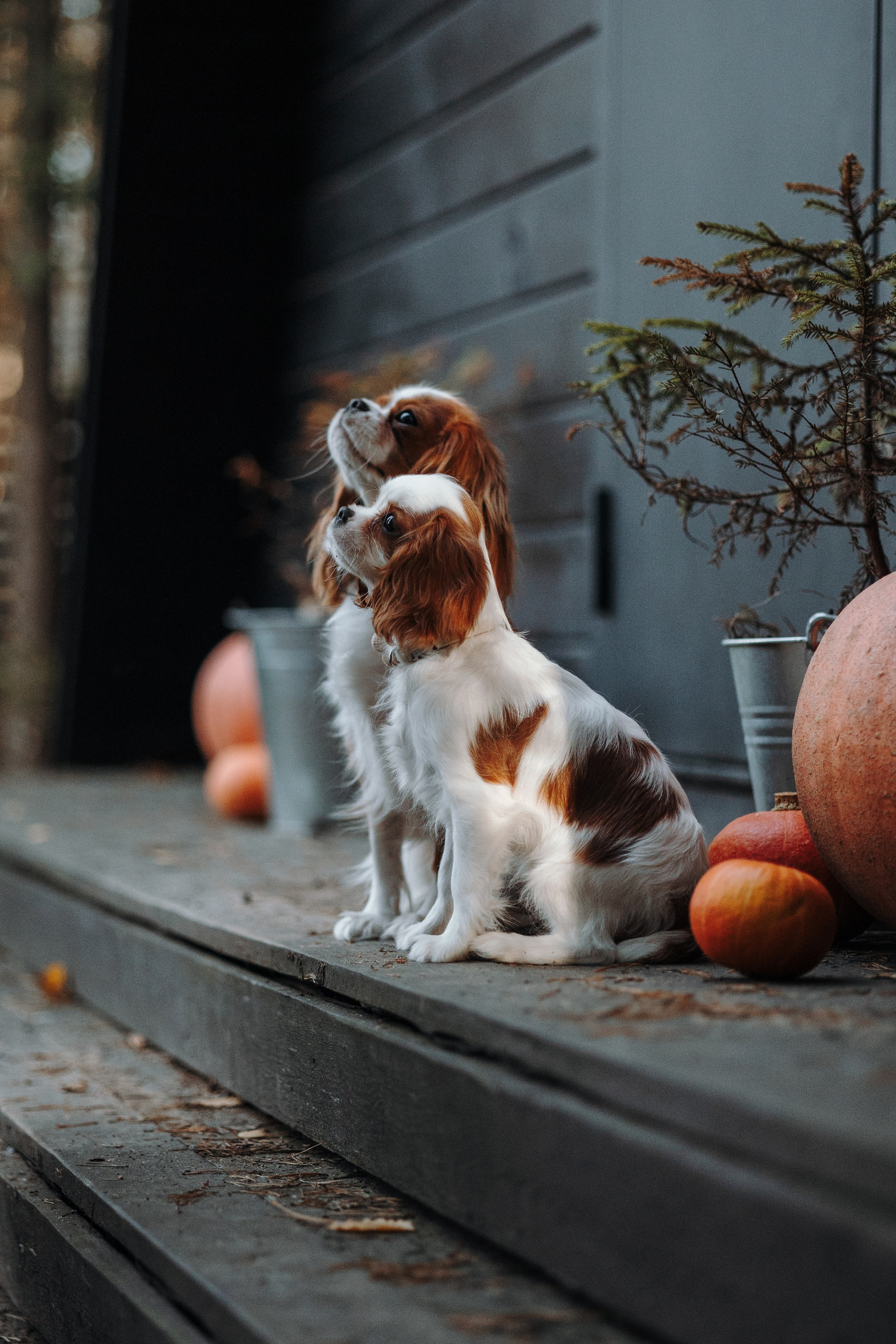 Семейная история. Фотограф — Анималист | Санкт-Петербург