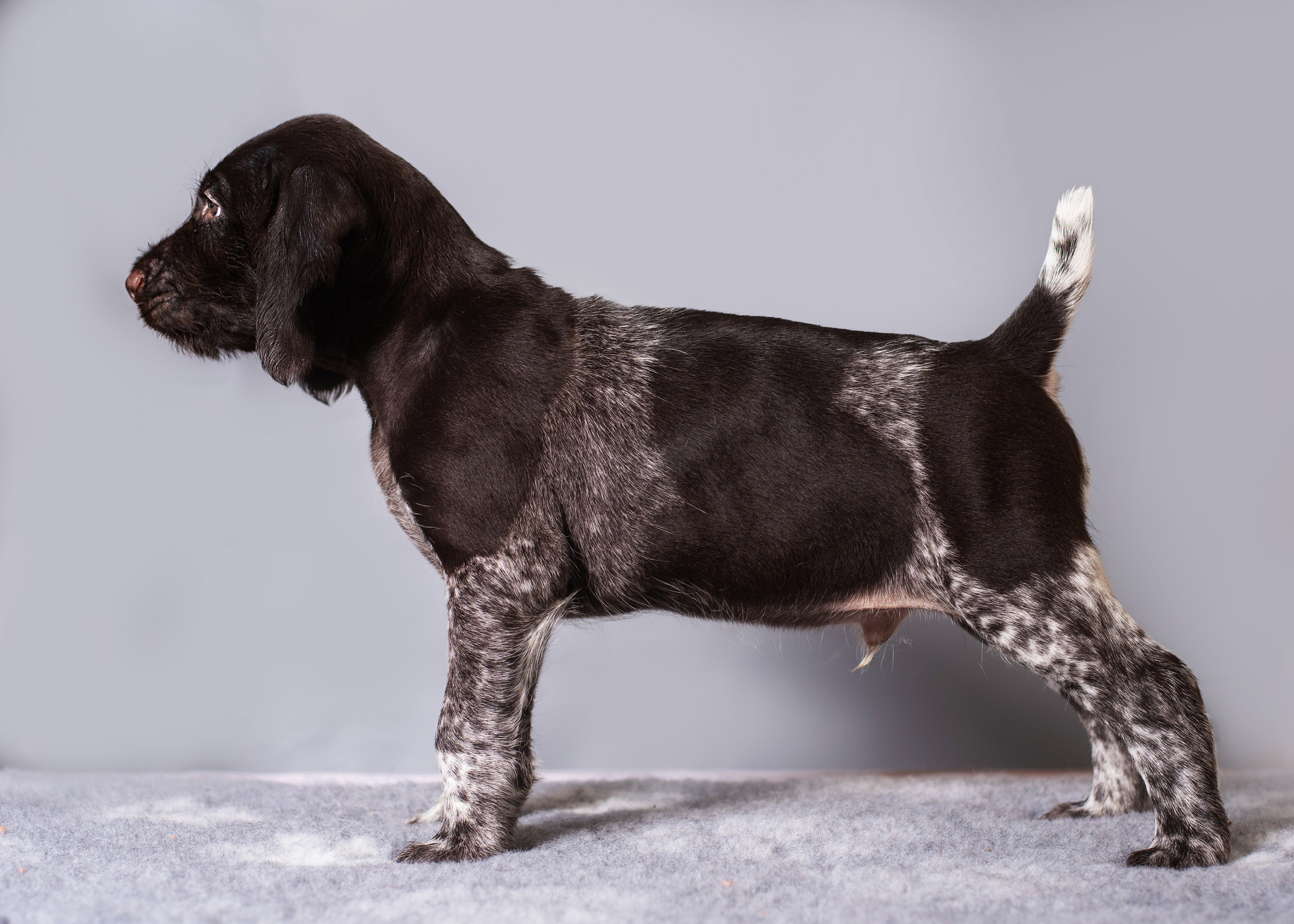 Дратхаарята. Дог-фотограф в Тюмени Александра Королева