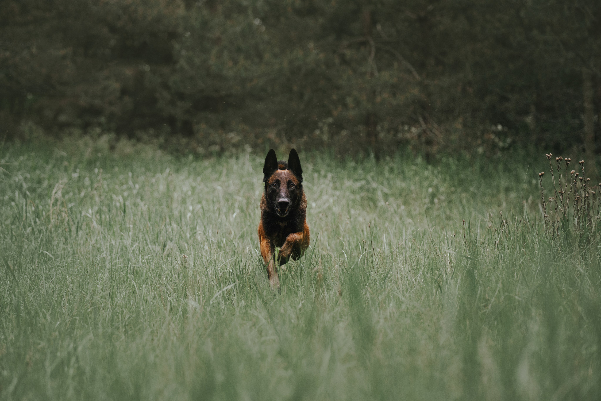 Раш. Фотограф анималист Осипчикова Мария