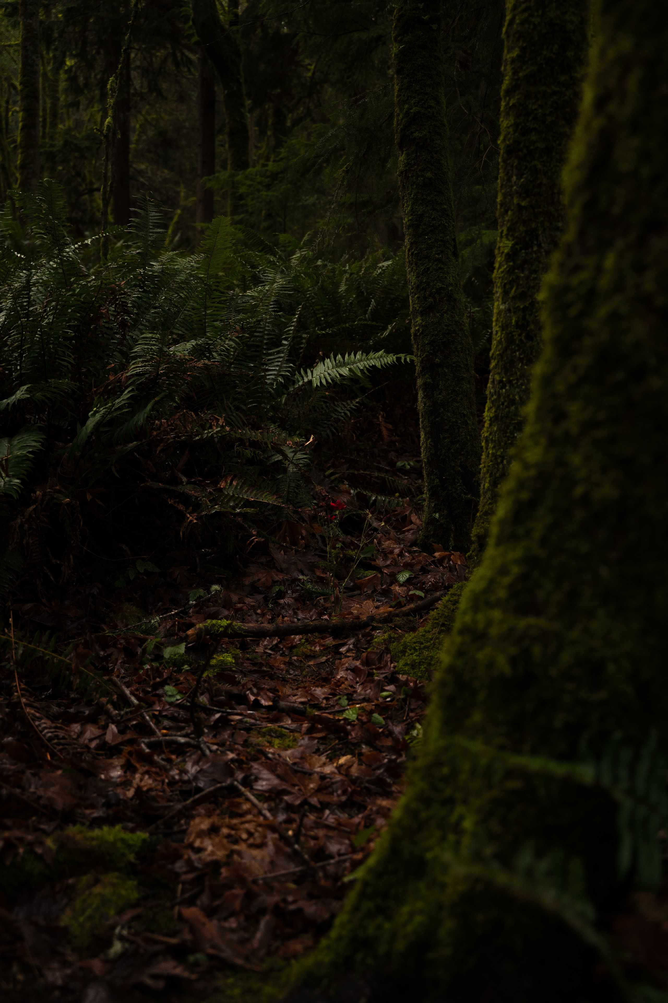 A midsummer night’s dream [magic flower]. Wedding & engagement photographer in Seattle, WA. Tania Maureira