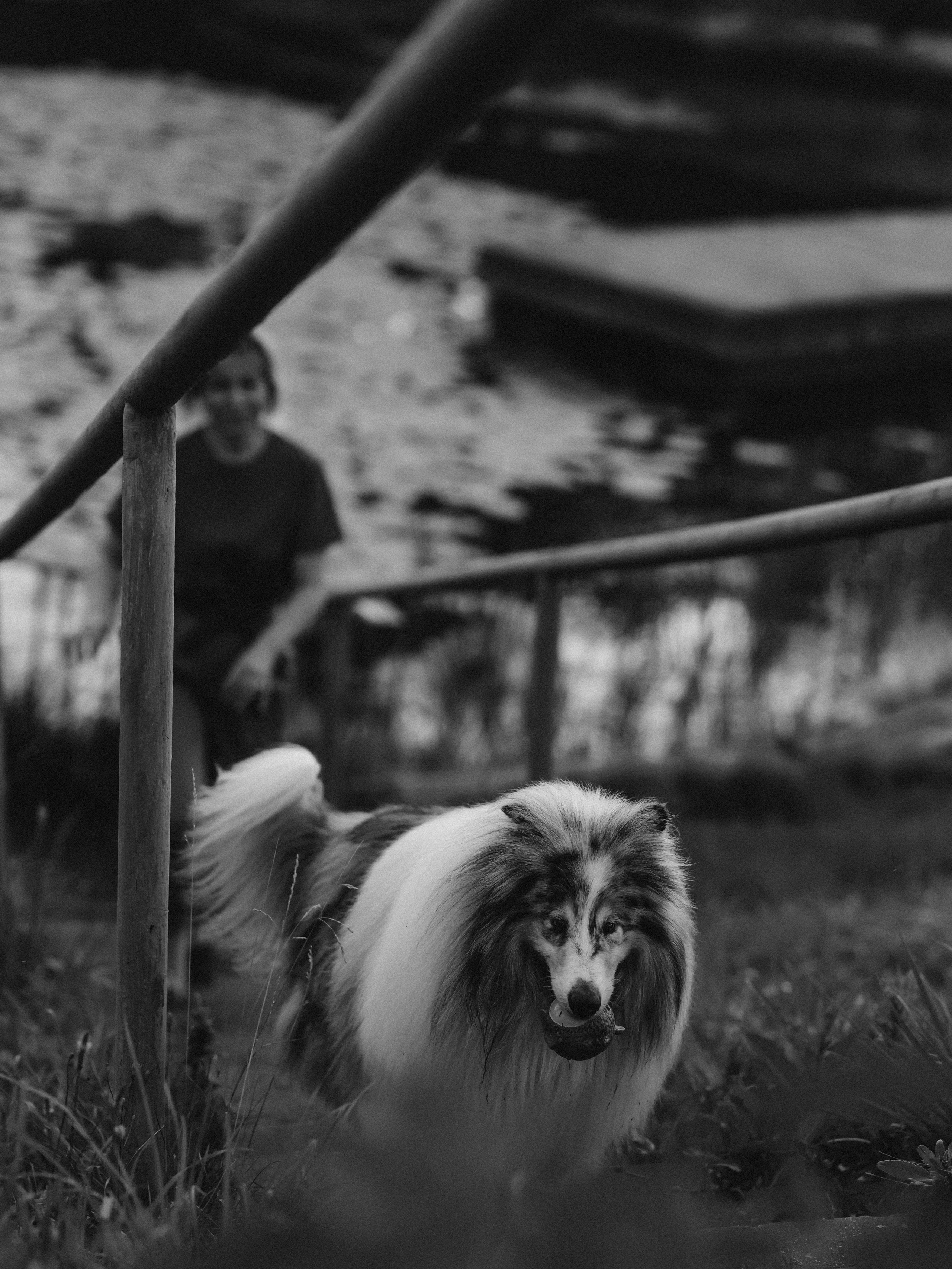 Гранд и Инга. Фотограф-анималист в Москве Кириллова Татьяна