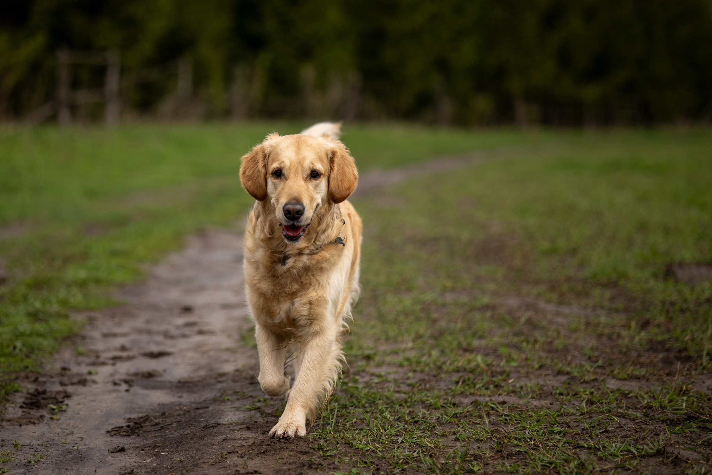 Чили и Марина. Фотограф-анималист в Москве Кириллова Татьяна