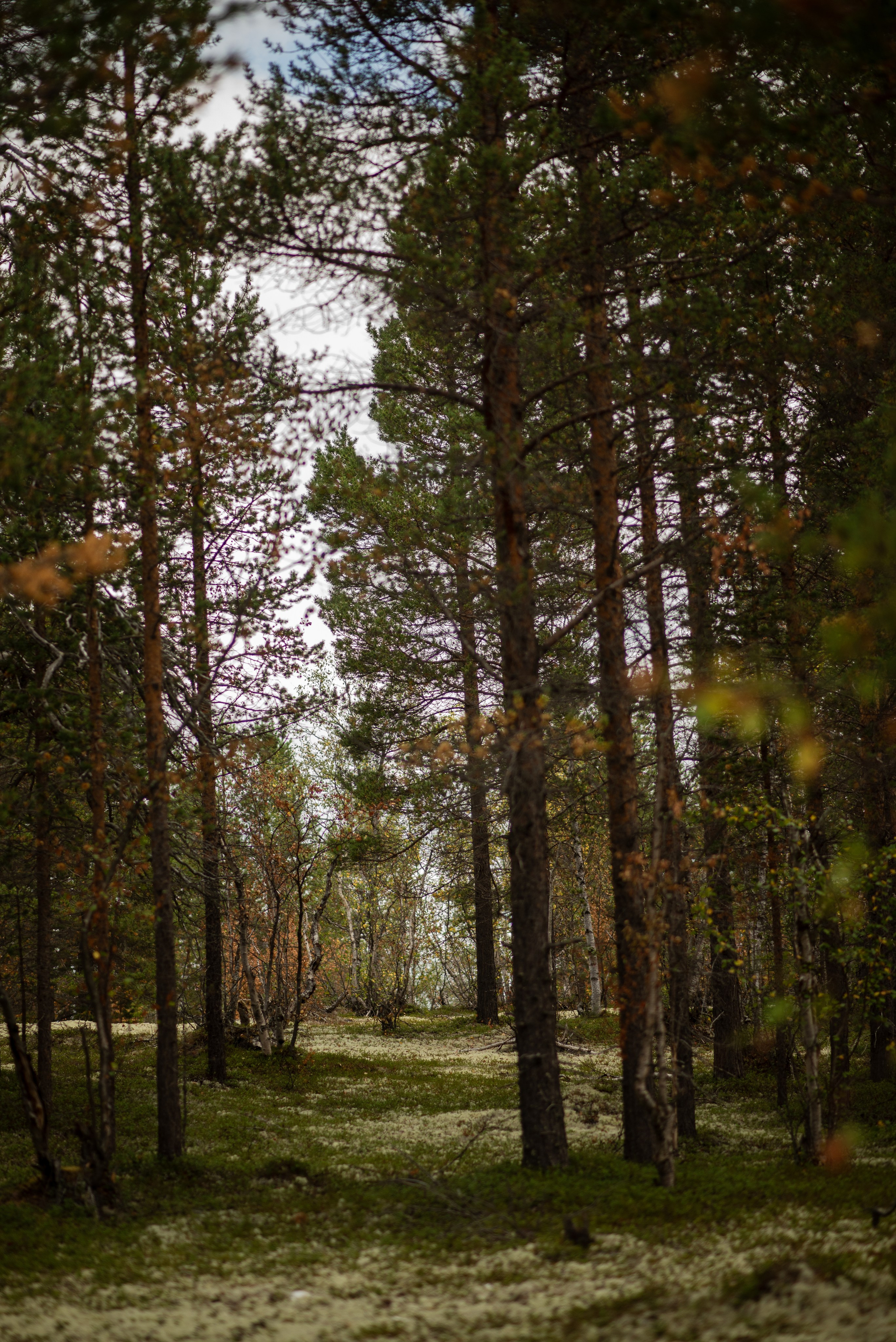 Заполярье. Мурманская область. Поселок Луостари. Река Титовка. Озеро Вайявр. Гора Нармвара. 18–28 августа 2024 г. Юлия Щёкотова | Портретный и семейный фотограф | Вологда