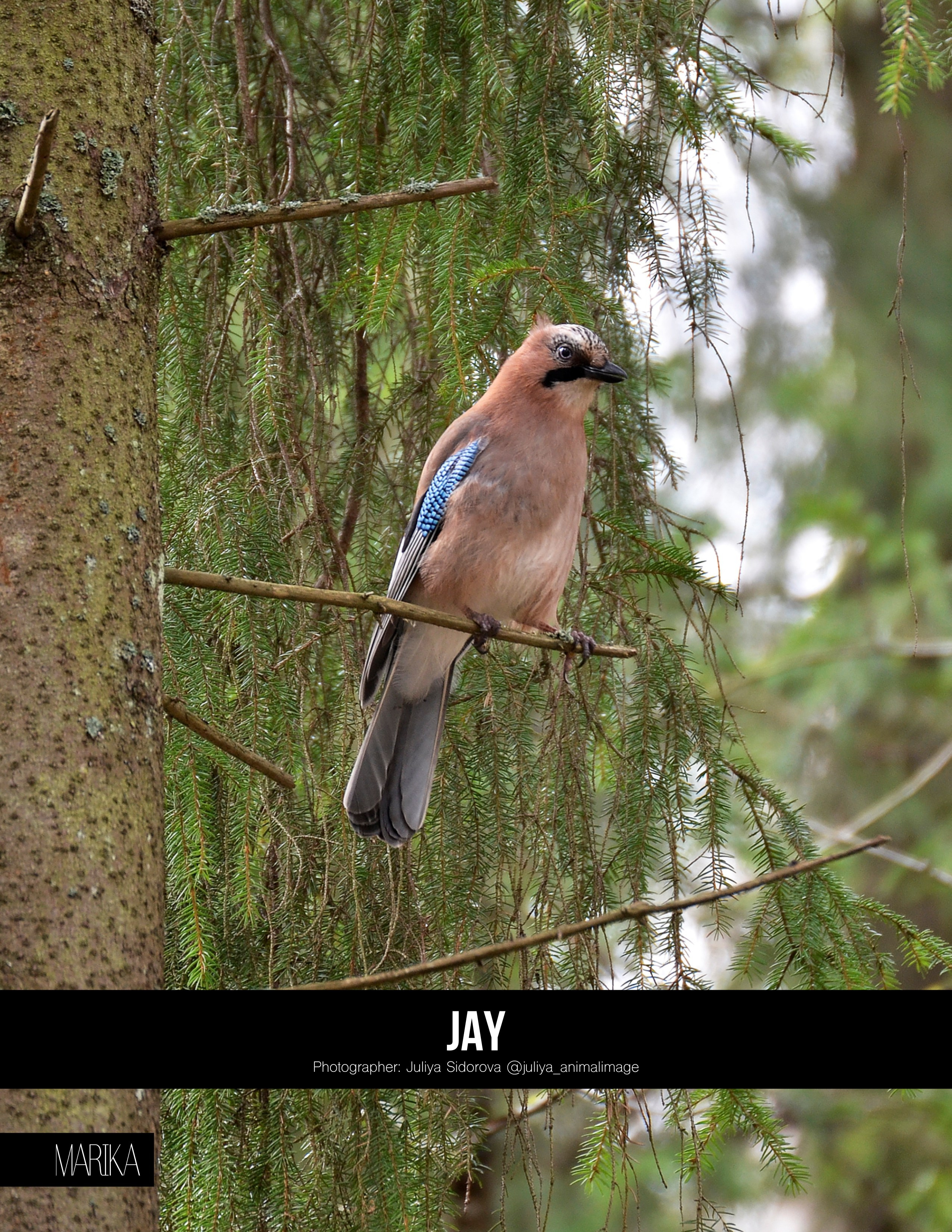 Публикации. Фотограф анималист