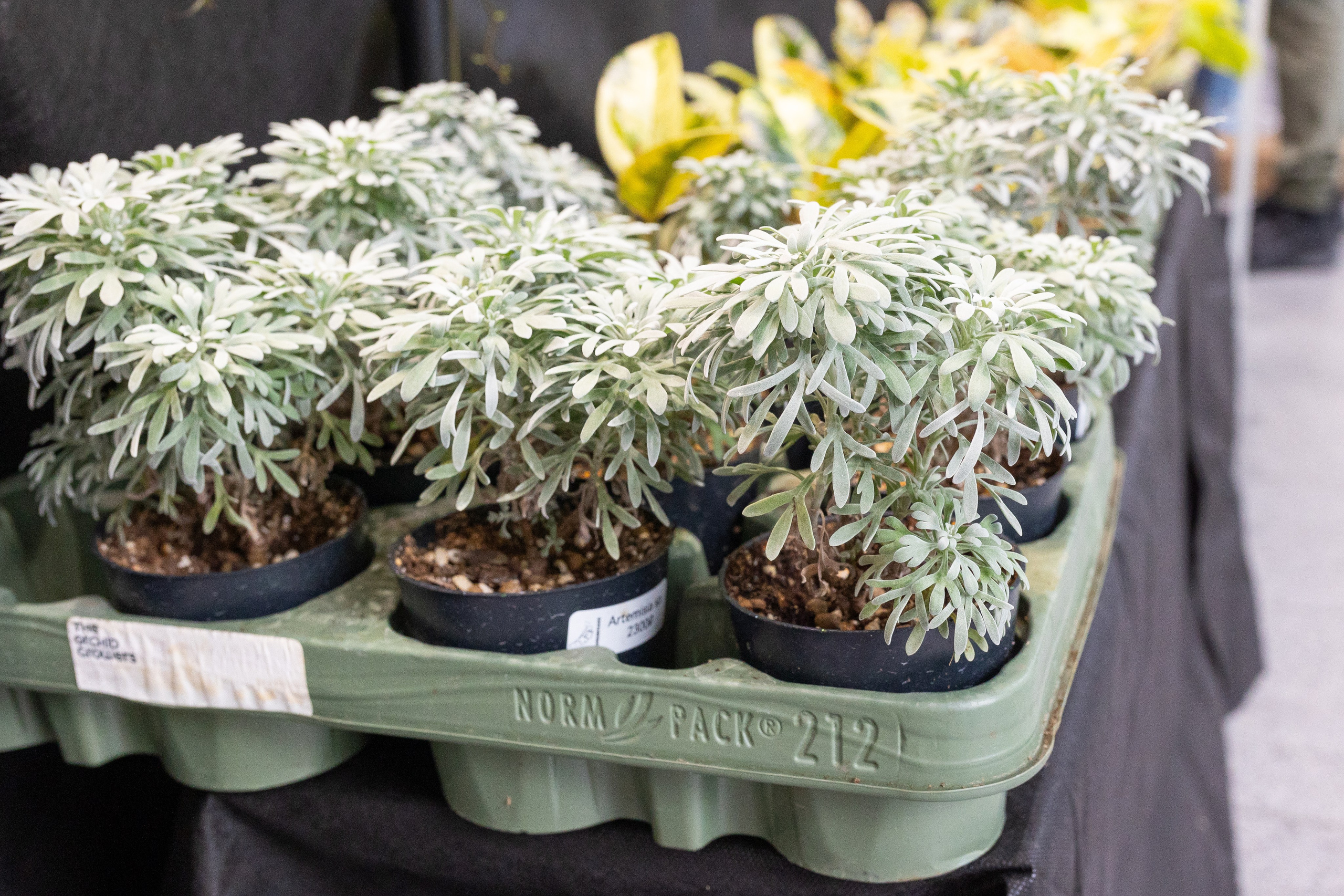 Орхидиум май 2025. Александра Куликова фотограф, Москва