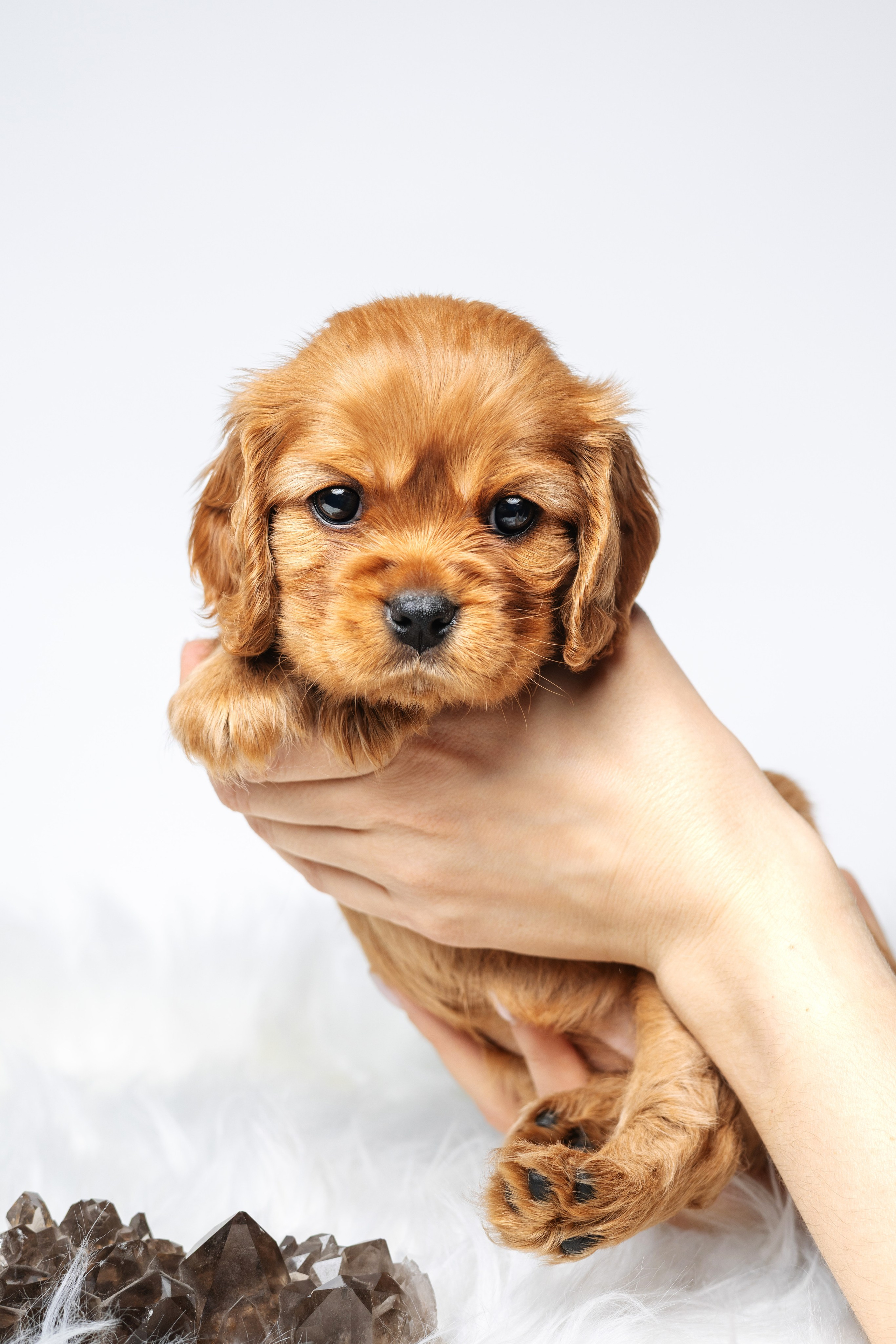 ККЧС. Фотограф анималист Осипчикова Мария