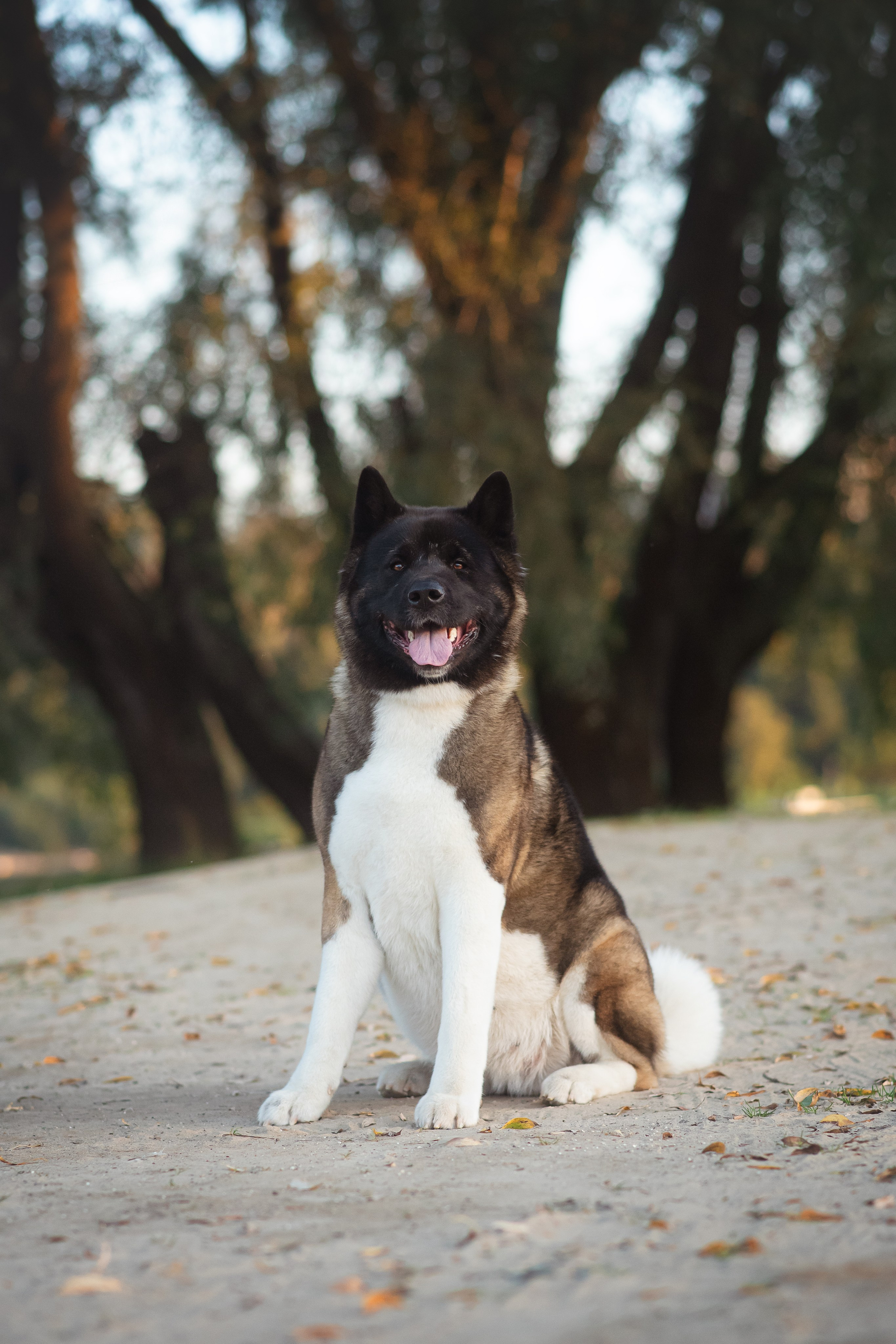 Американская Акита Дива — 16.09.2024. Фотограф — Анималист | Анна Абрамова