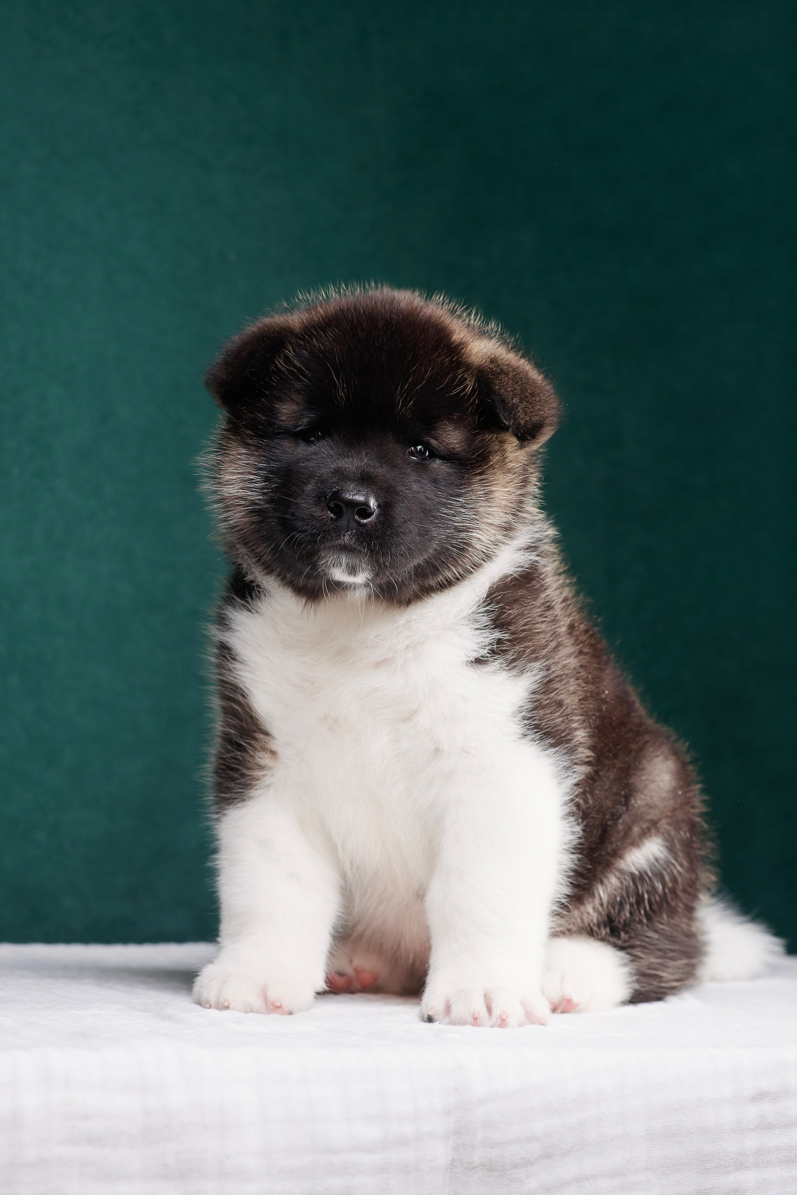 Щенки Американской Акиты. Фотограф — Анималист | Анна Абрамова