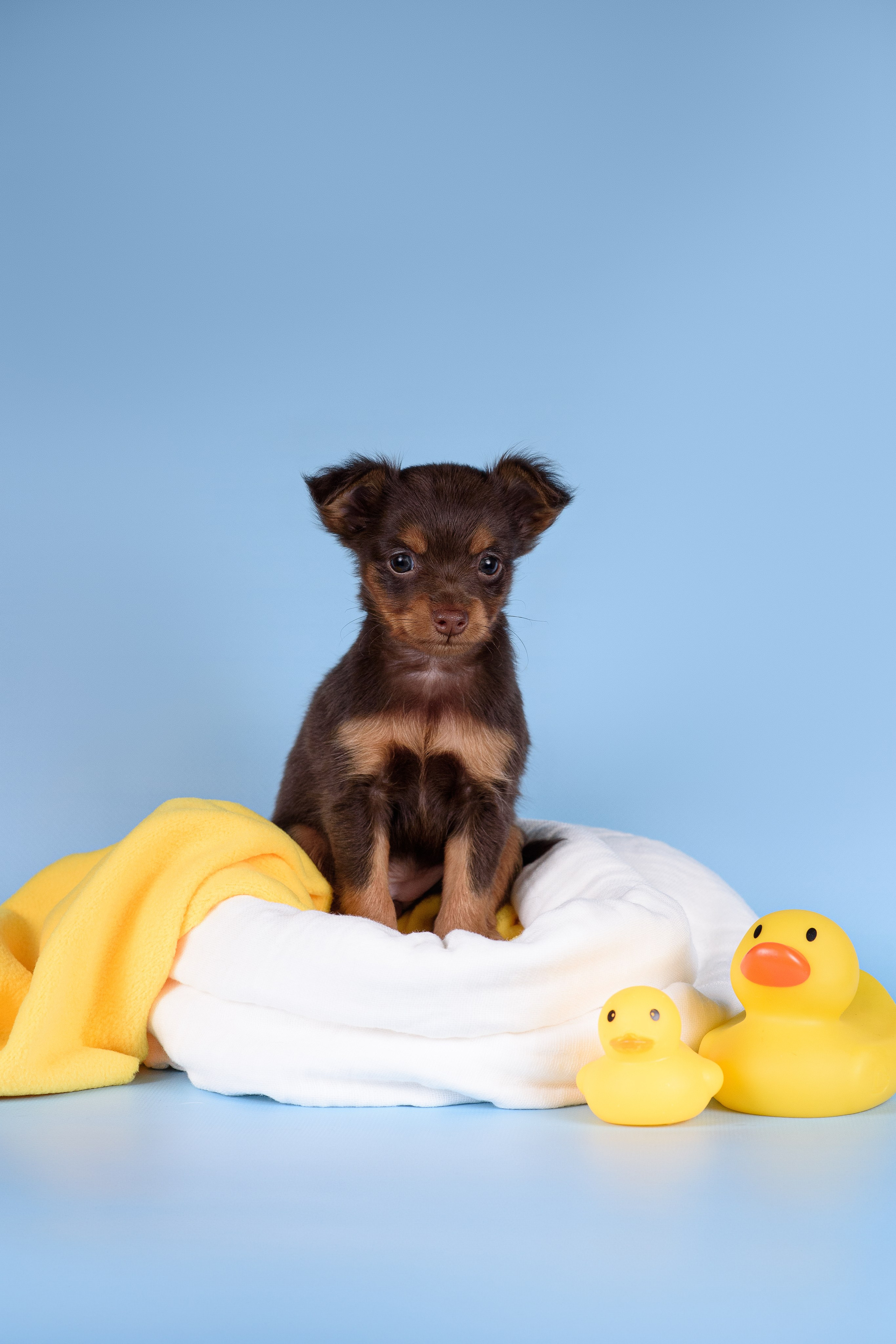 Щенки Пражских крысариков -13.04.2024. Фотограф — Анималист | Анна Абрамова