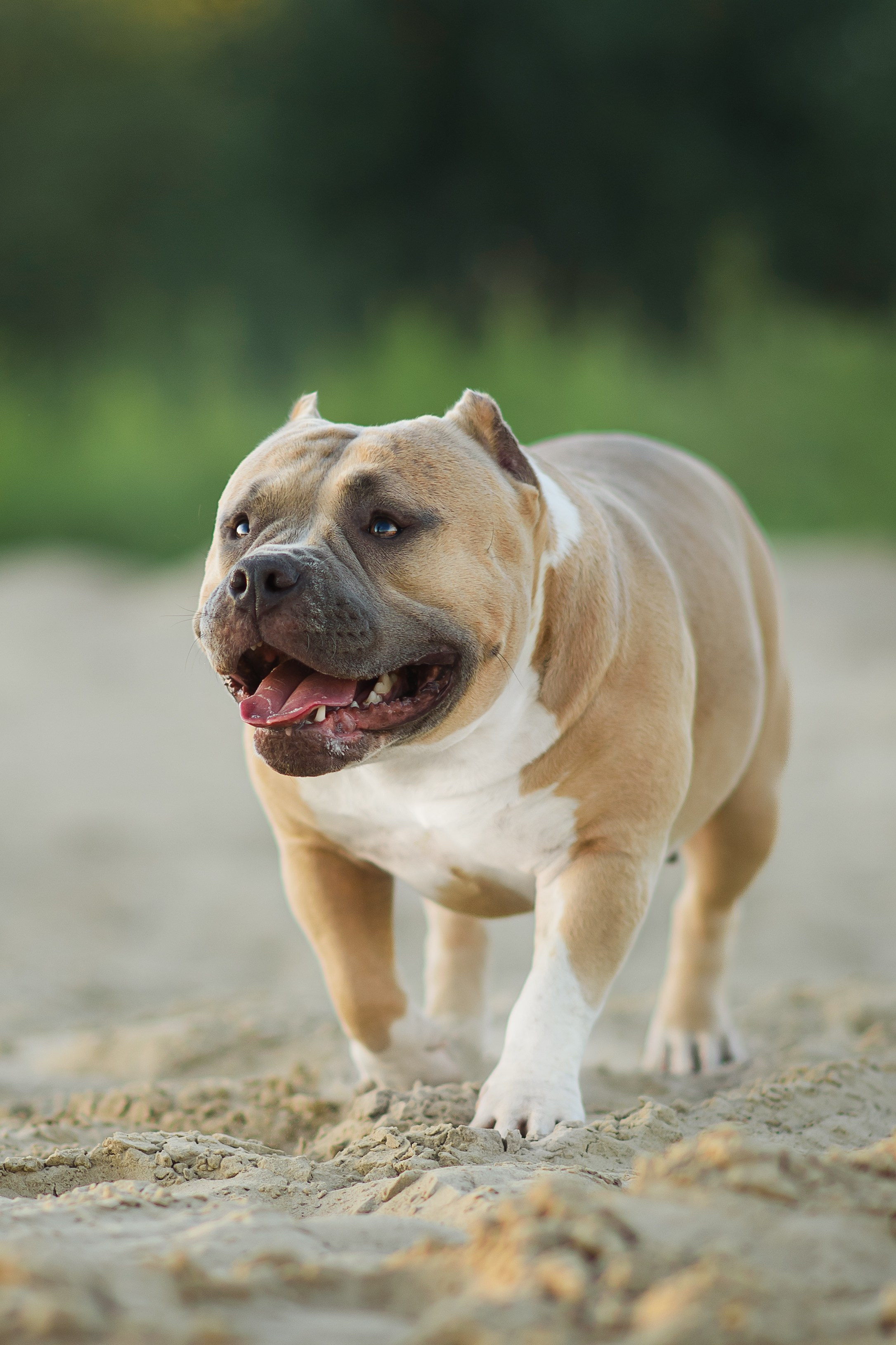 Тея — Амбулли — 23.07.2024. Фотограф — Анималист | Анна Абрамова