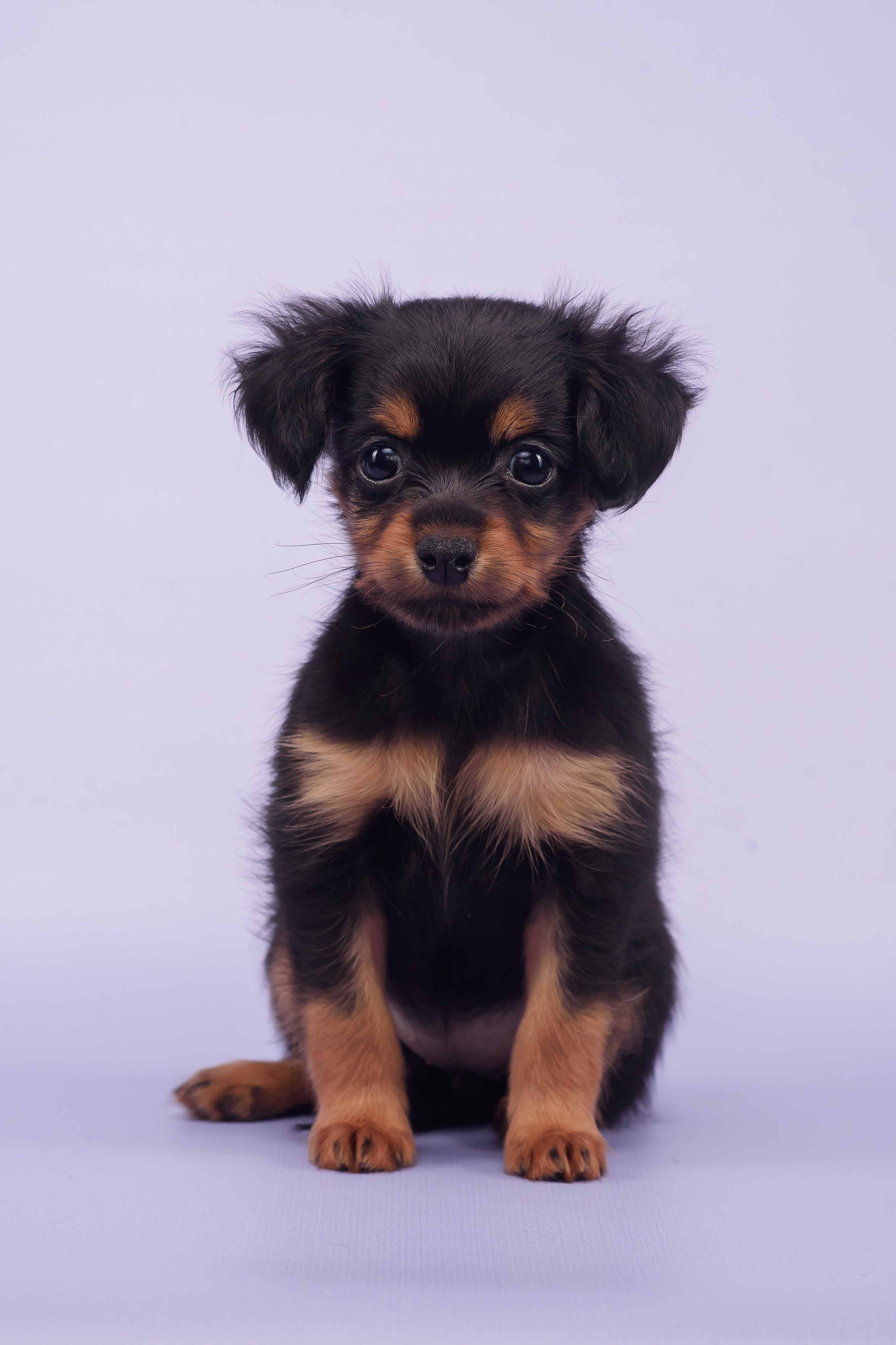 Малыши пражских крысариков — 30.07.2025. Фотограф — Анималист | Анна Абрамова