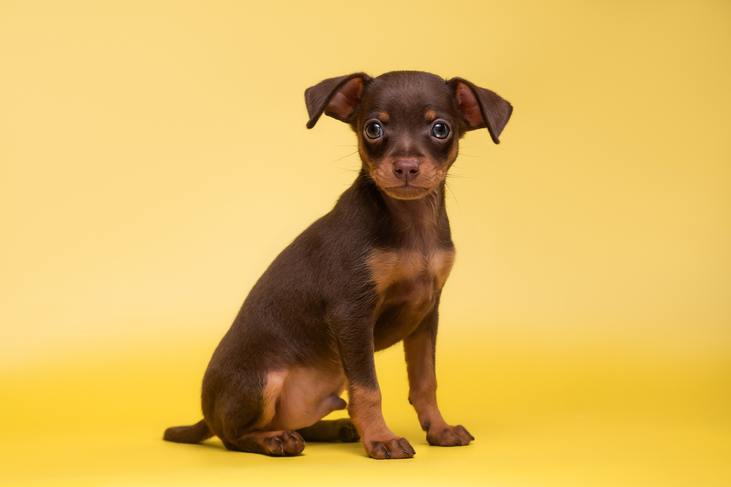 Пражские крысарики — 02.04.2025. Фотограф — Анималист | Анна Абрамова