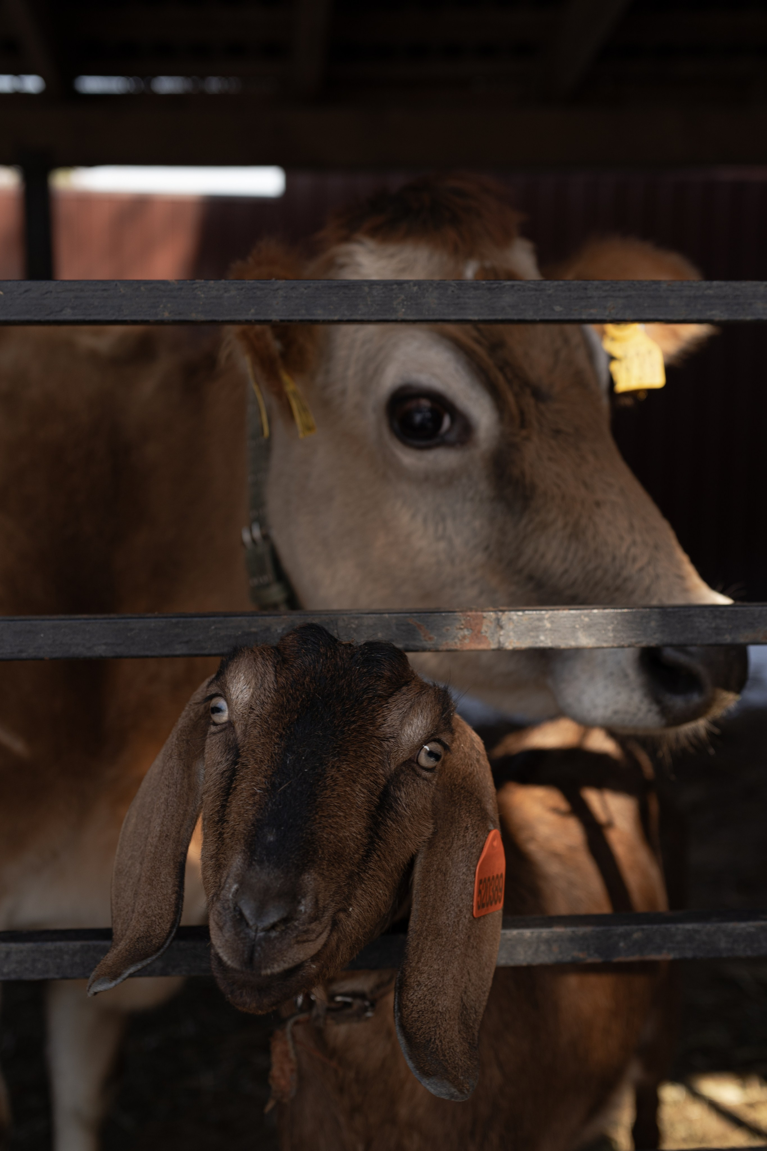 Маша, бигль Вера и её ферма. Семейный фотограф в Москве Алёна Чача