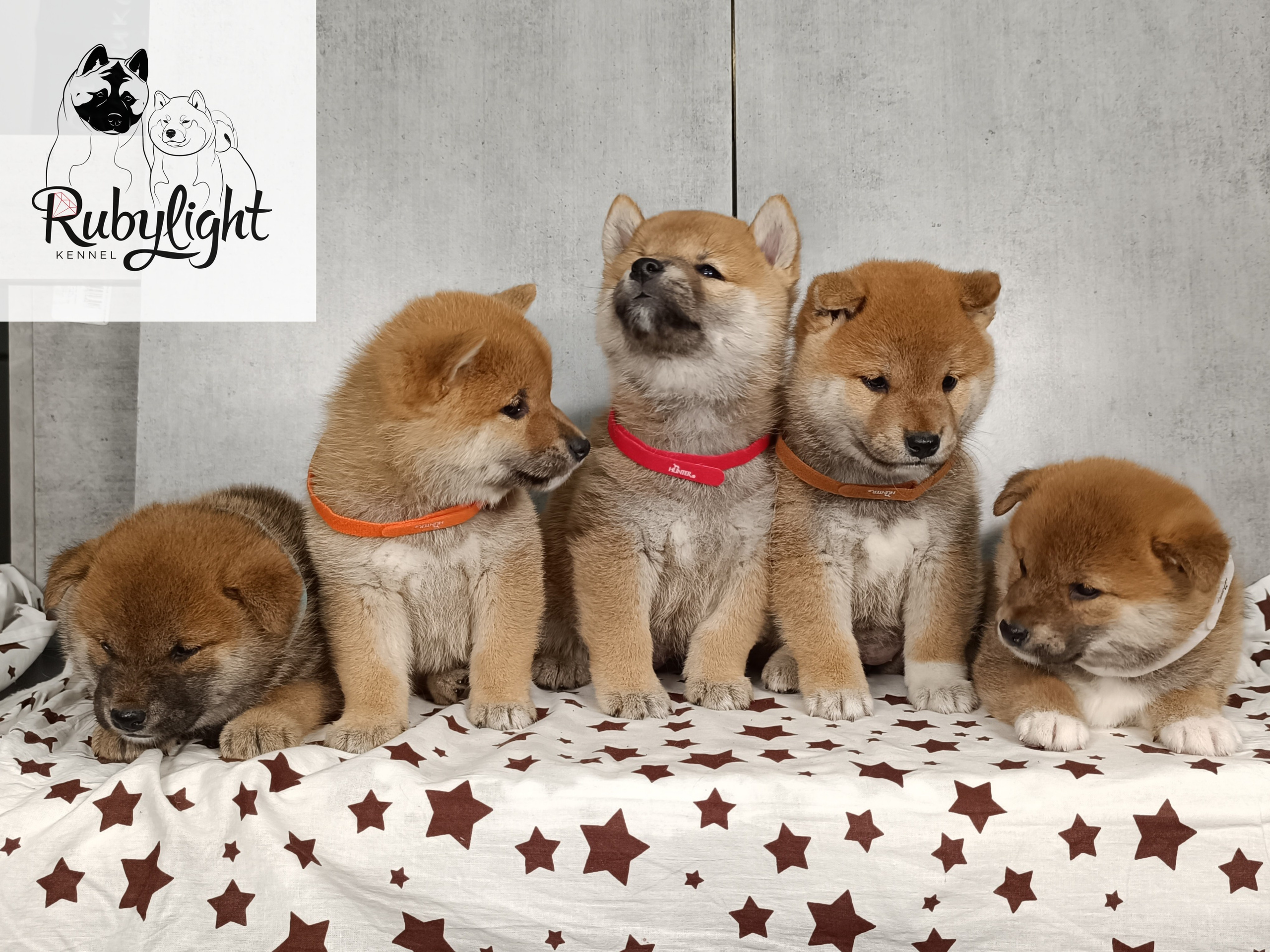 Помет i общее. AMERICAN AKITA RUBYLIGHT KENNEL I SHIBA-INU