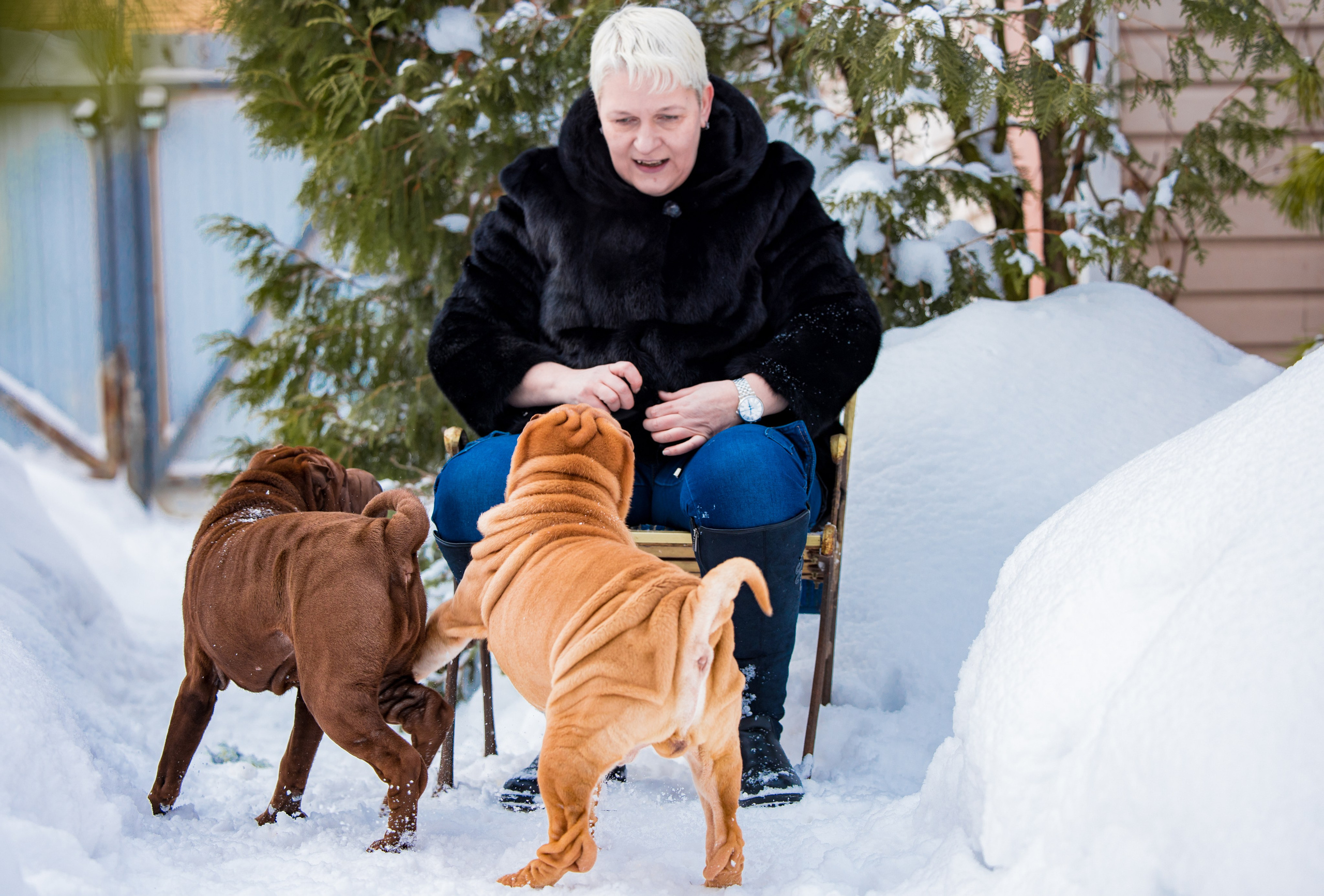 В гостях у шарпеев 16.01.2024. Фотограф-анималист Юлия Германика