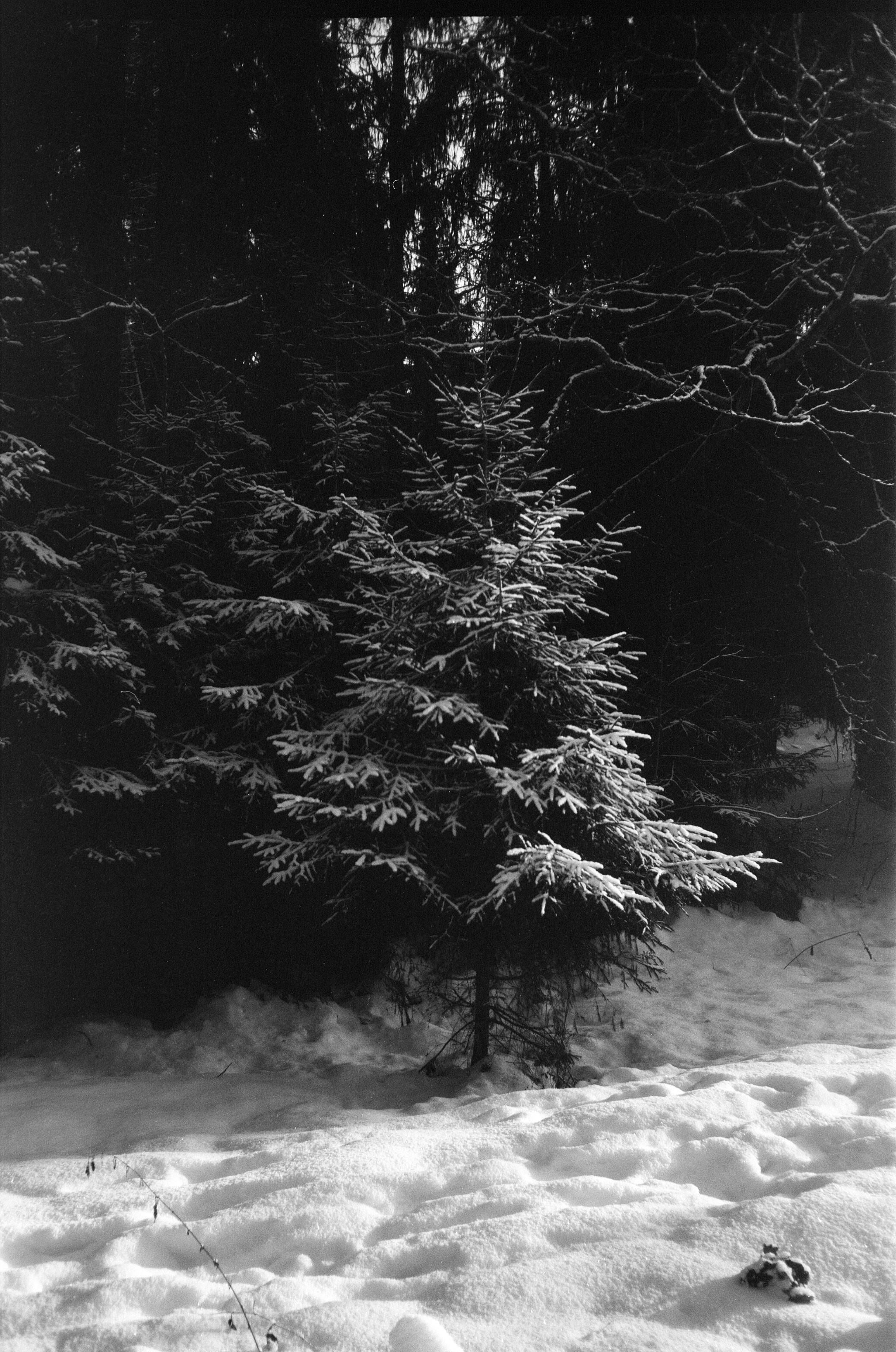 Minox 35GT / Тасма Т-25 ISO 100 / Давыдовское, Лукино