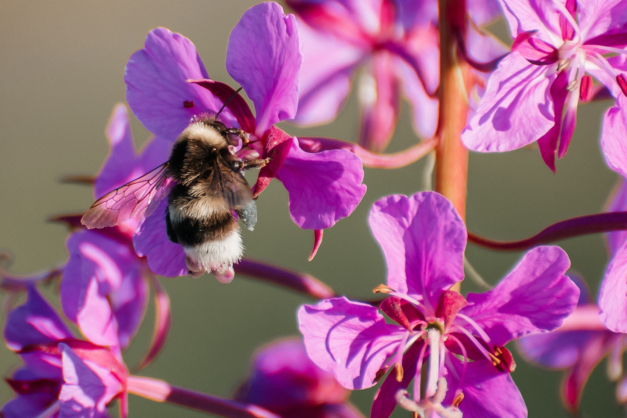 Природа. Людмила Москвичёва — Фотограф на все случаи жизни.Камчатка/Владивосток