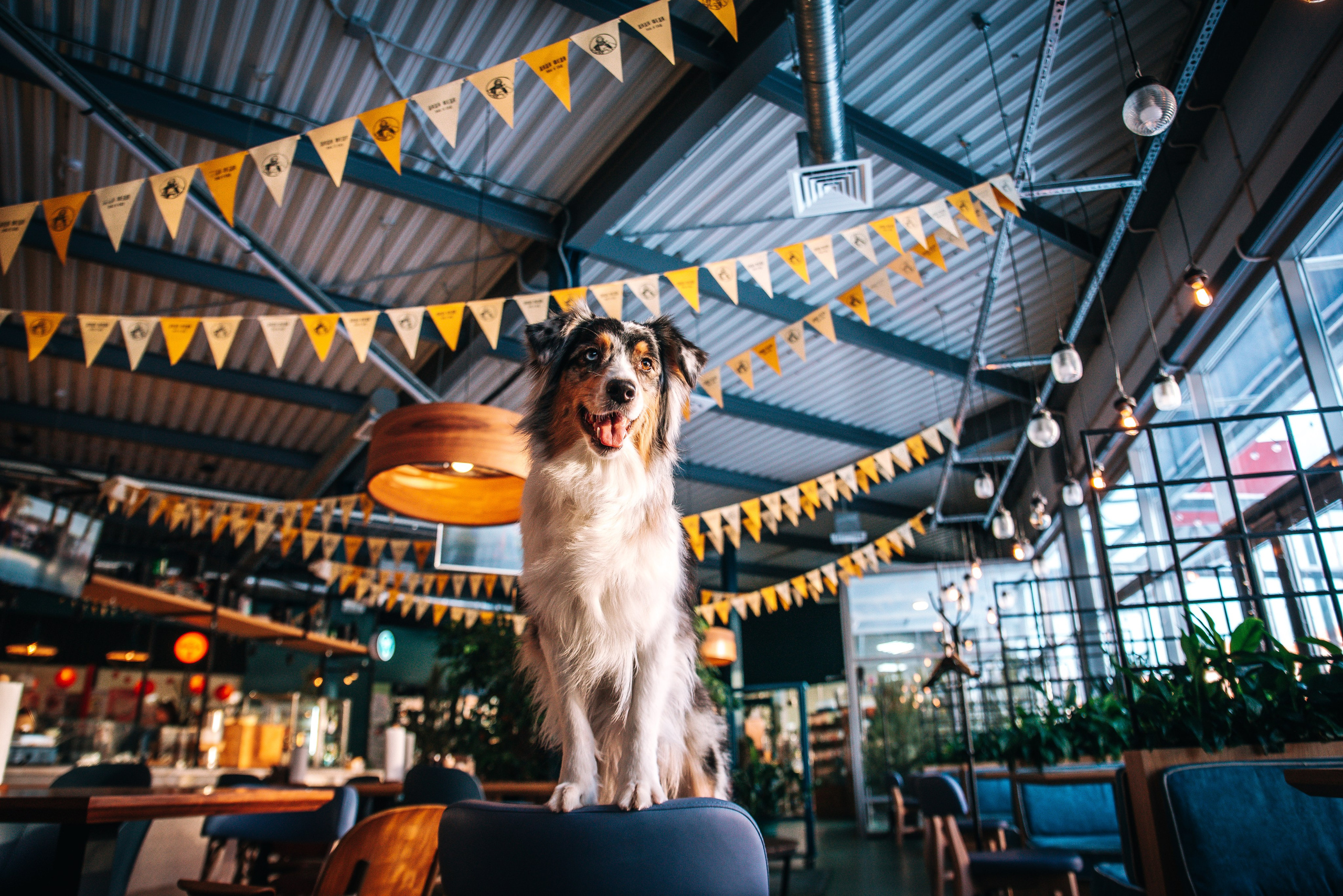 Лиза и Харли в кафе. Главная