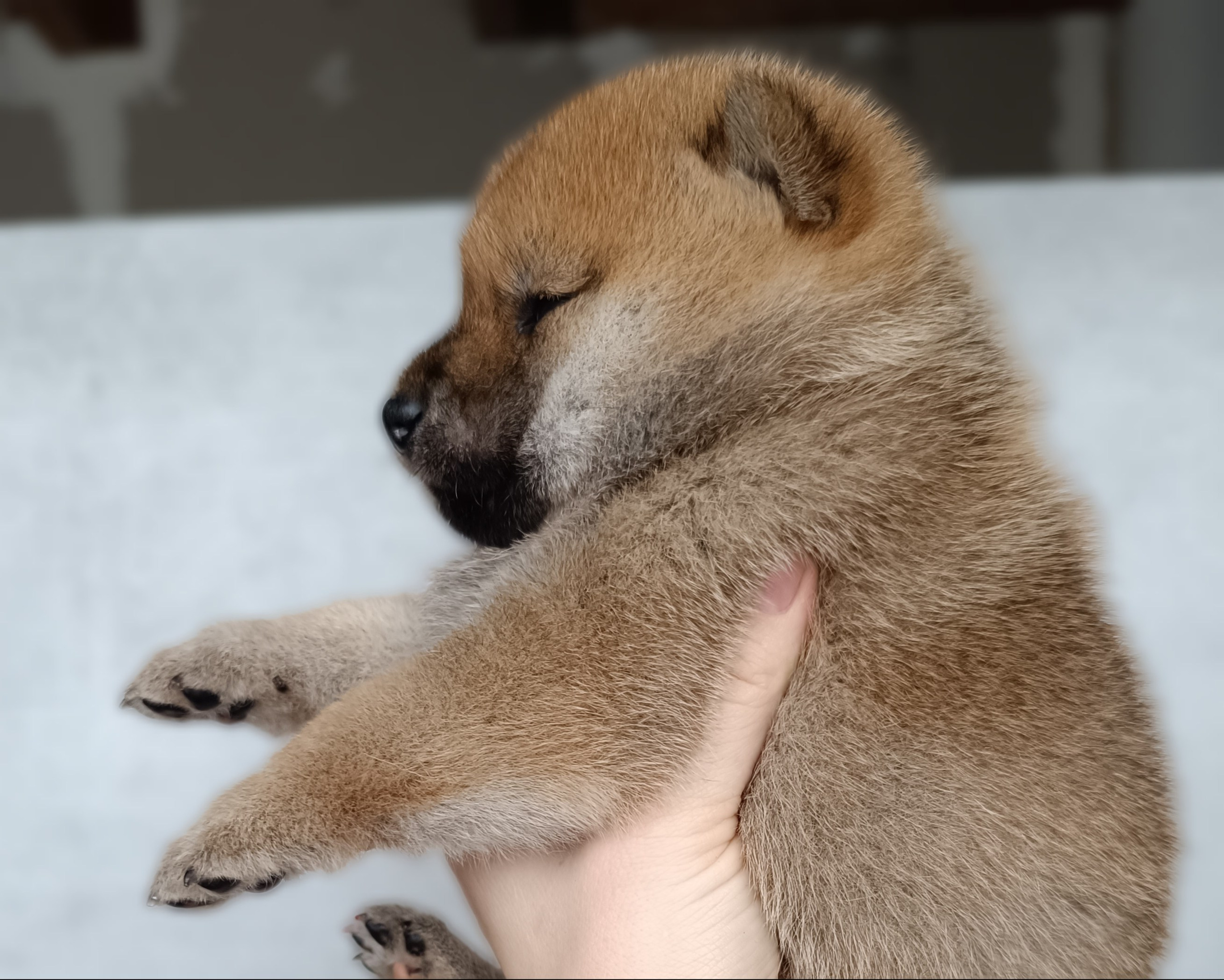 Сиба Rubylight Emma питомник Рубилайт 