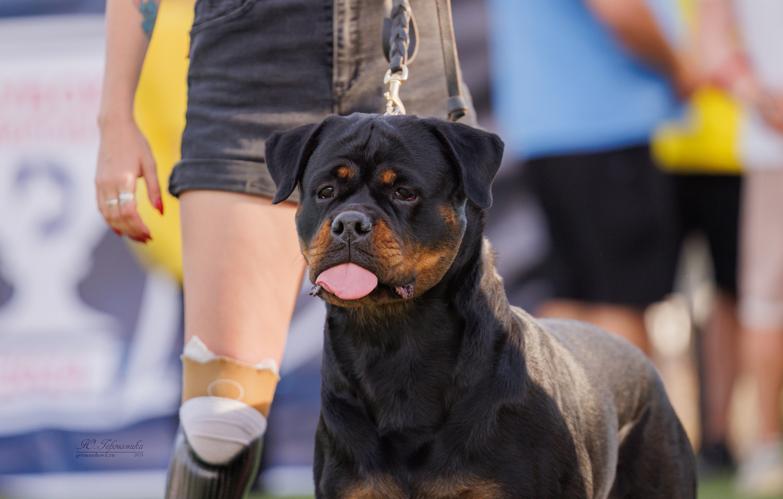 Анапа ротвейлеры 14-15.09.2024. Фотограф-анималист Юлия Германика