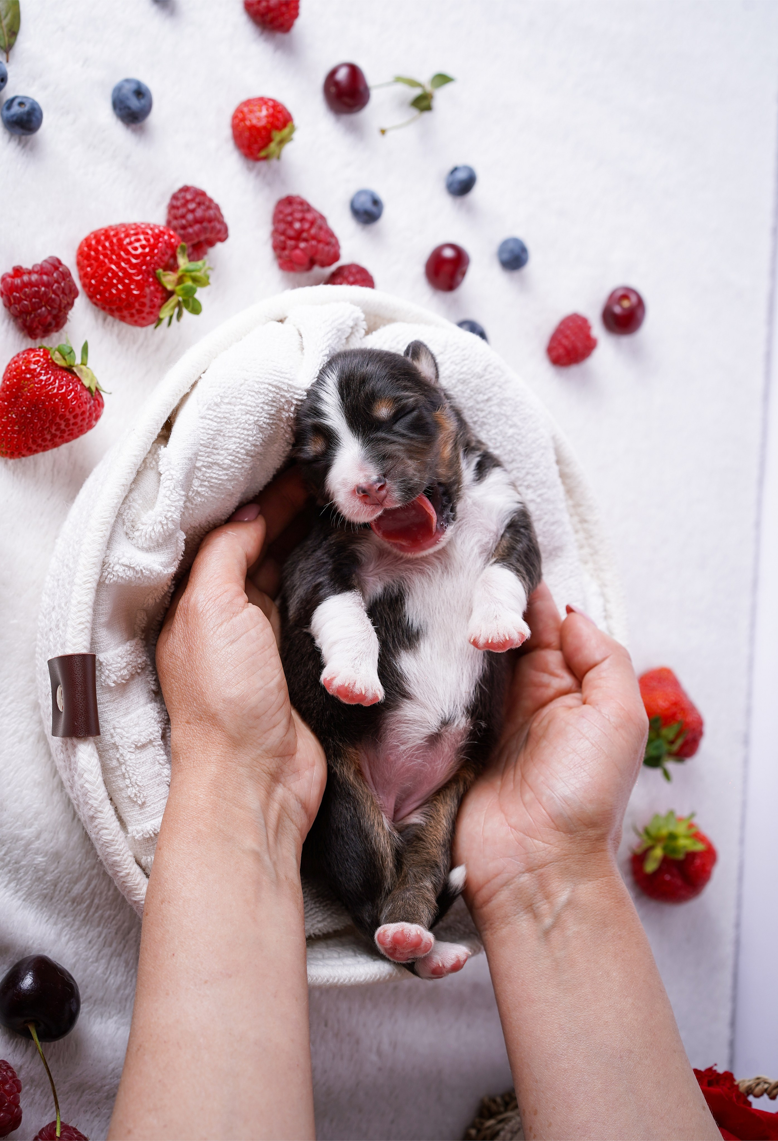 Щенки аусси. Фотограф-анималист в Санкт-Петербурге Яна Мартынова