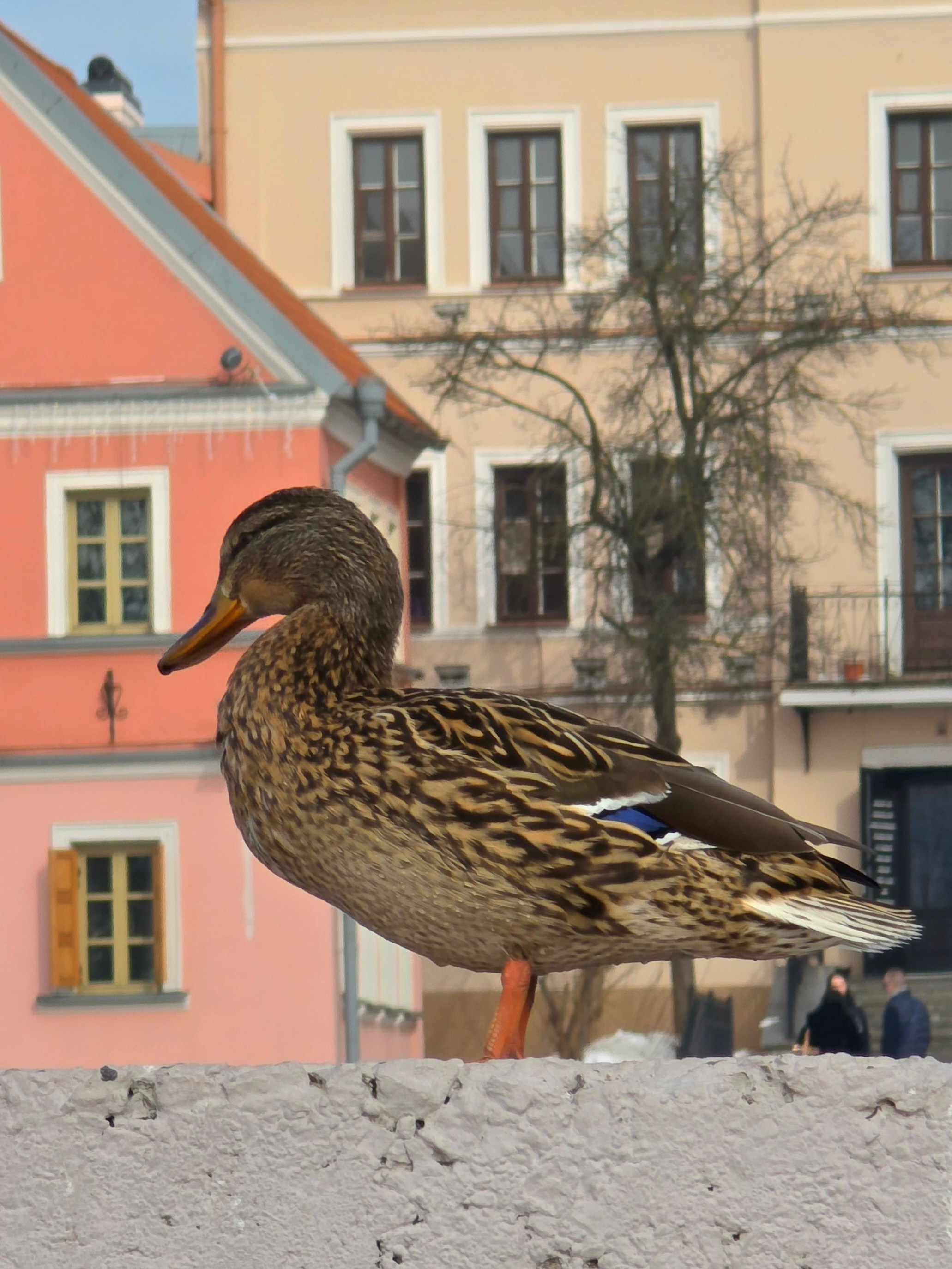 Следующая модель - уточка. Но она за пару зернышек снимается даже в обнимку со всеми туристами