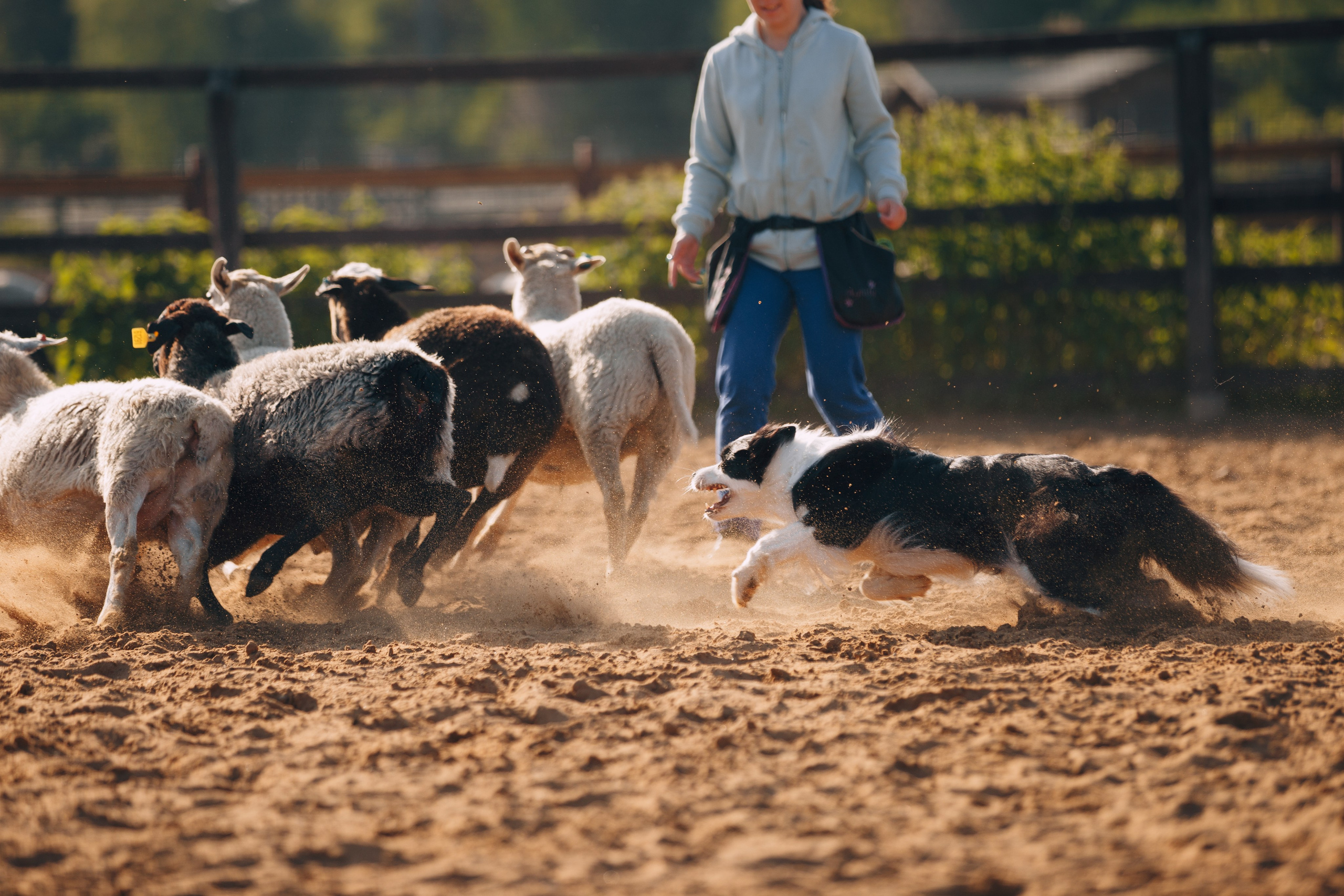 Кинологический лагерь в Горыныче. Фотограф анималист Кристина Карпова, Москва