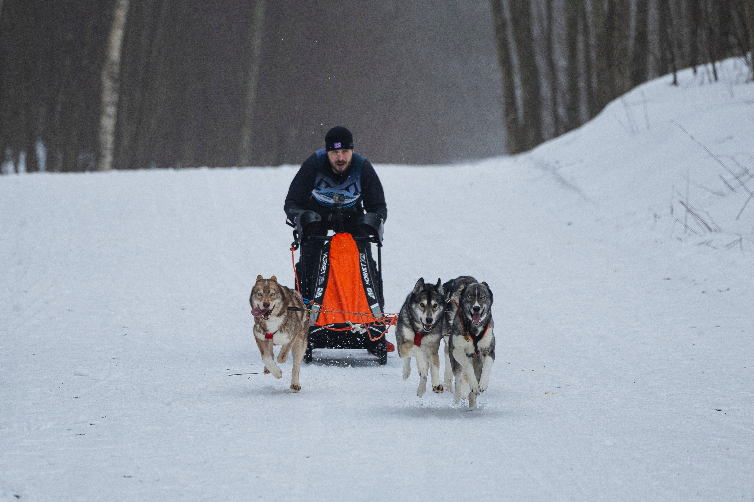 Зимний Чемпионат Санкт-Петербурга по ездовому спорту. Фотограф-анималист Анна Маринич
