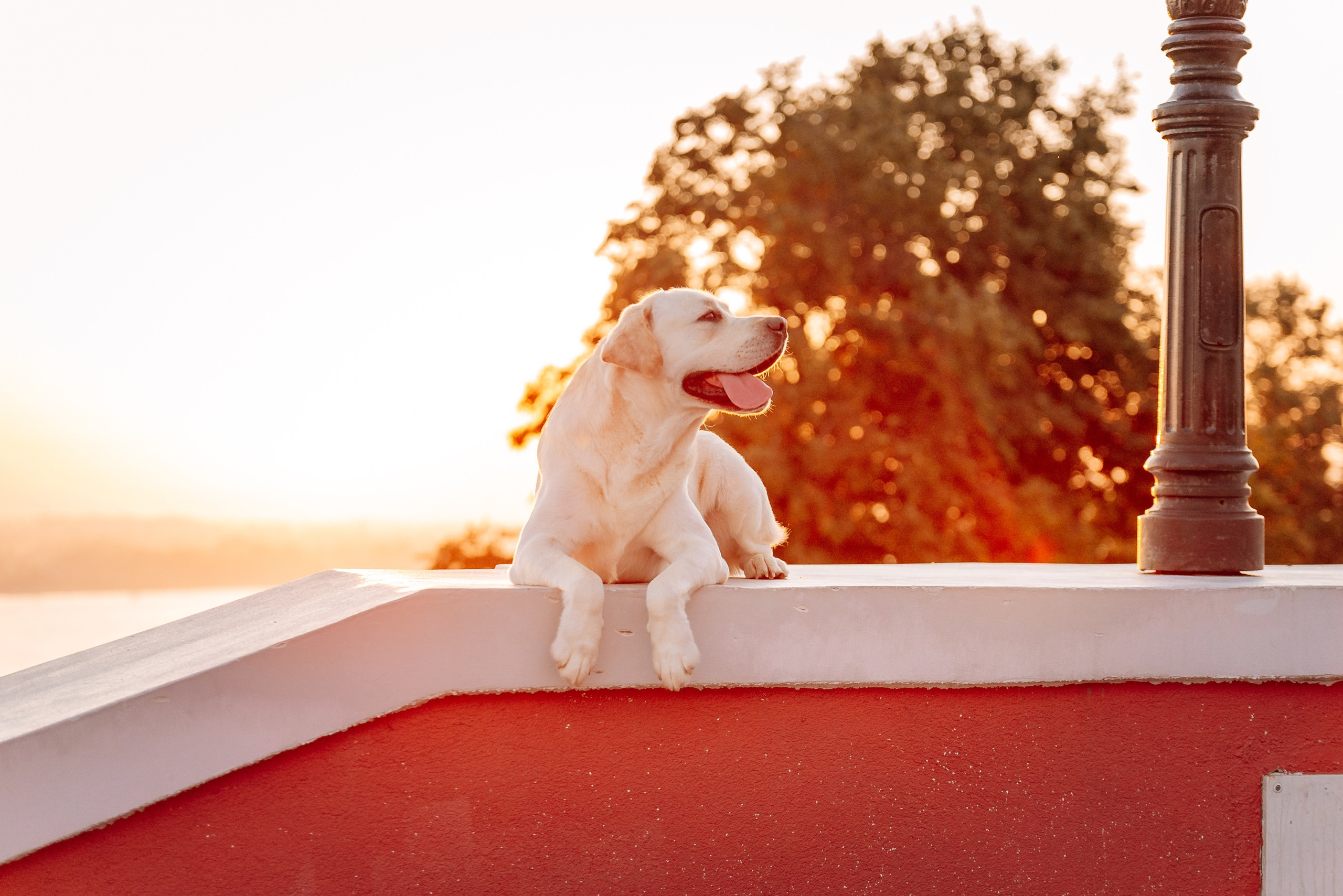 Екатерина, Урал и Бест. Фотограф-анималист Анастасия Парфенова|Екатеринбург