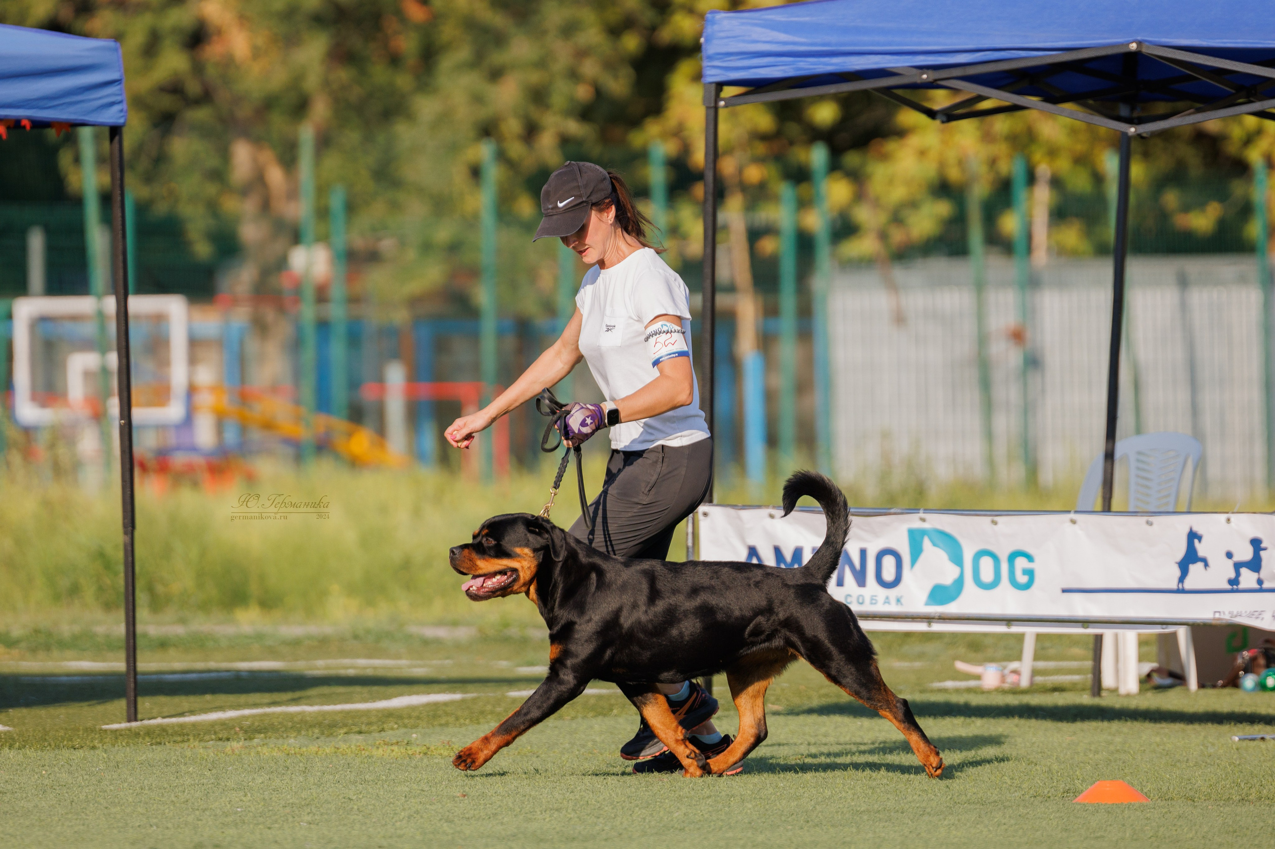 Анапа ротвейлеры 14-15.09.2024. Фотограф-анималист Юлия Германика
