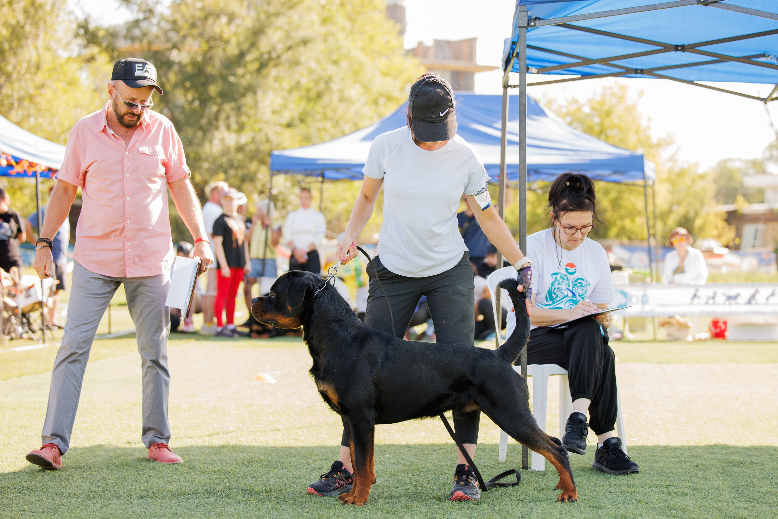 Анапа ротвейлеры 14-15.09.2024. Фотограф-анималист Юлия Германика