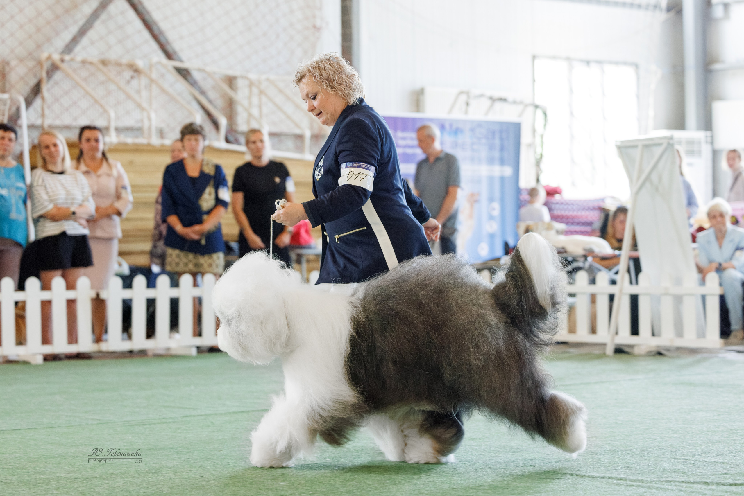 Батуми 3хCACIB 27-29.06.2025. Фотограф-анималист Юлия Германика