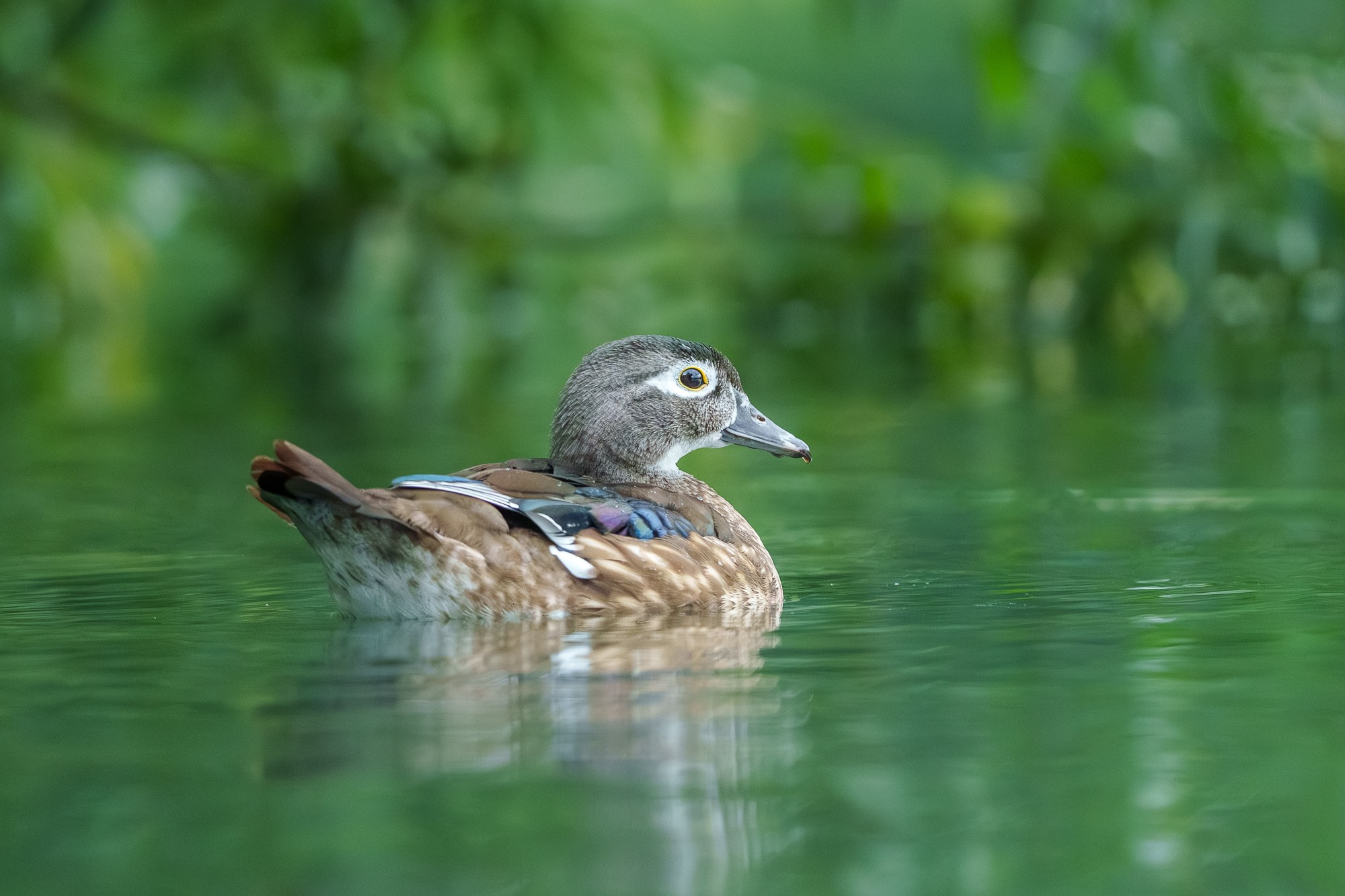 Удивительные мир птиц. Вокруг нас столько прекрасного — присмотритесь!. Ваш личный фотограф Марина Волкова