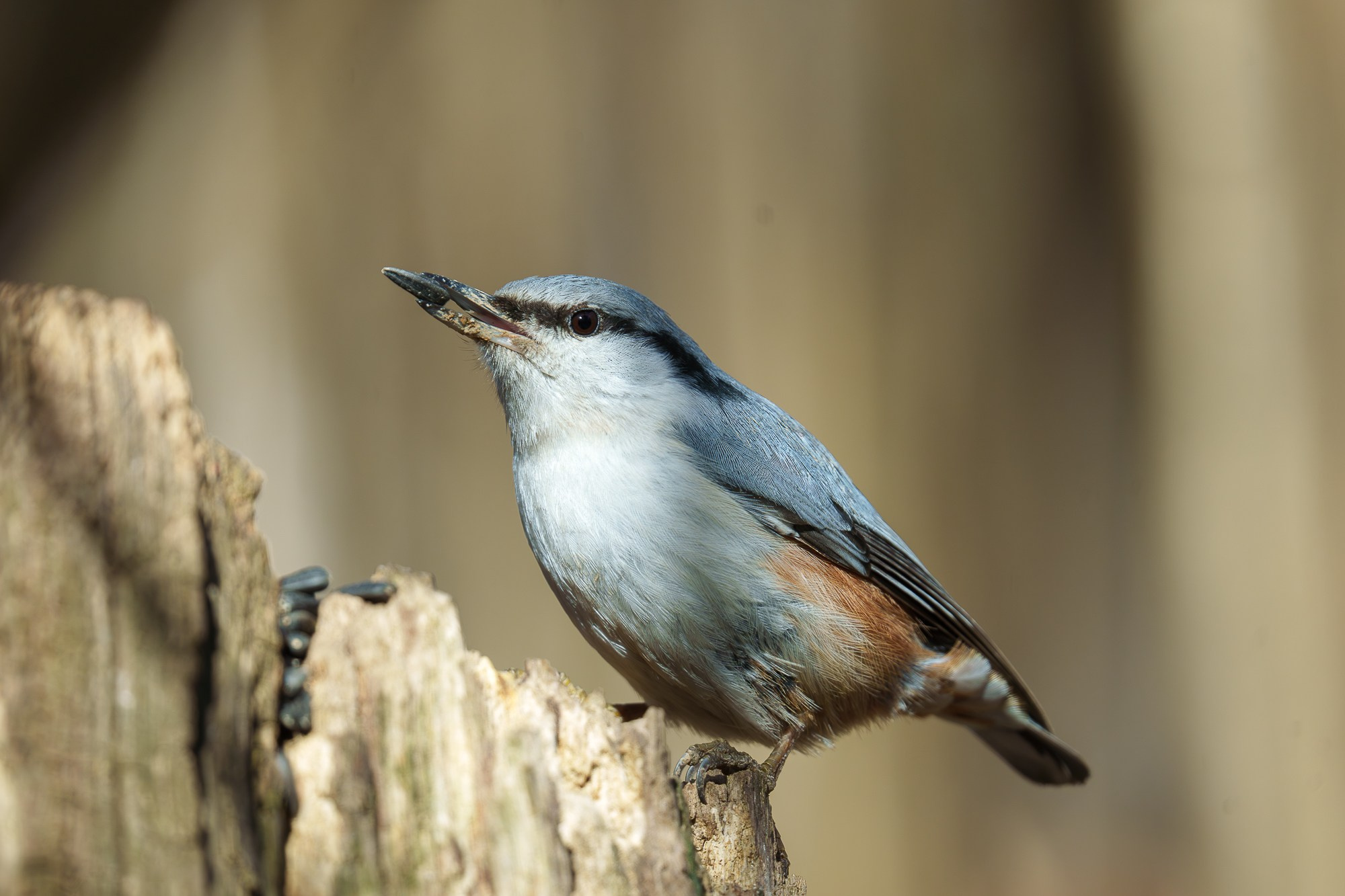 Удивительные мир птиц. Вокруг нас столько прекрасного — присмотритесь!. Ваш личный фотограф Марина Волкова