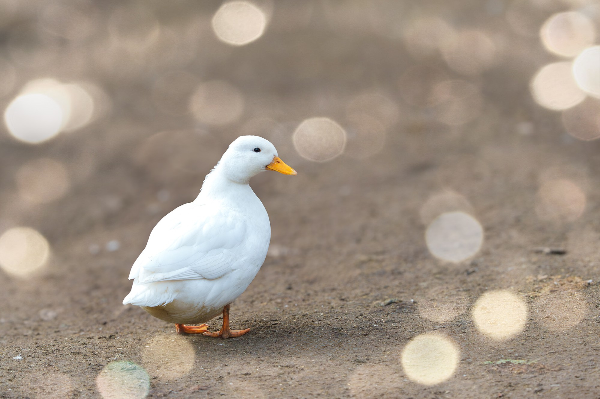 Удивительные мир птиц. Вокруг нас столько прекрасного — присмотритесь!. Ваш личный фотограф Марина Волкова