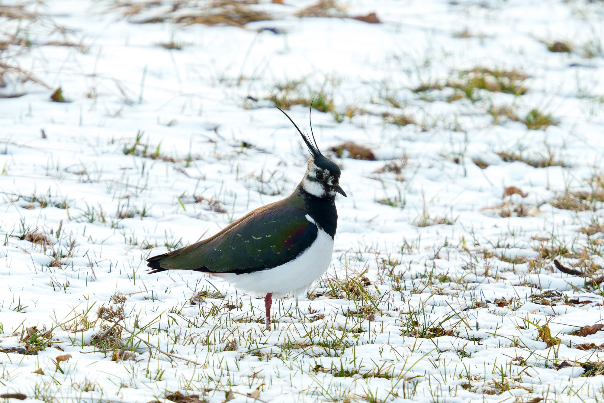 Удивительные мир птиц. Вокруг нас столько прекрасного — присмотритесь!. Ваш личный фотограф Марина Волкова