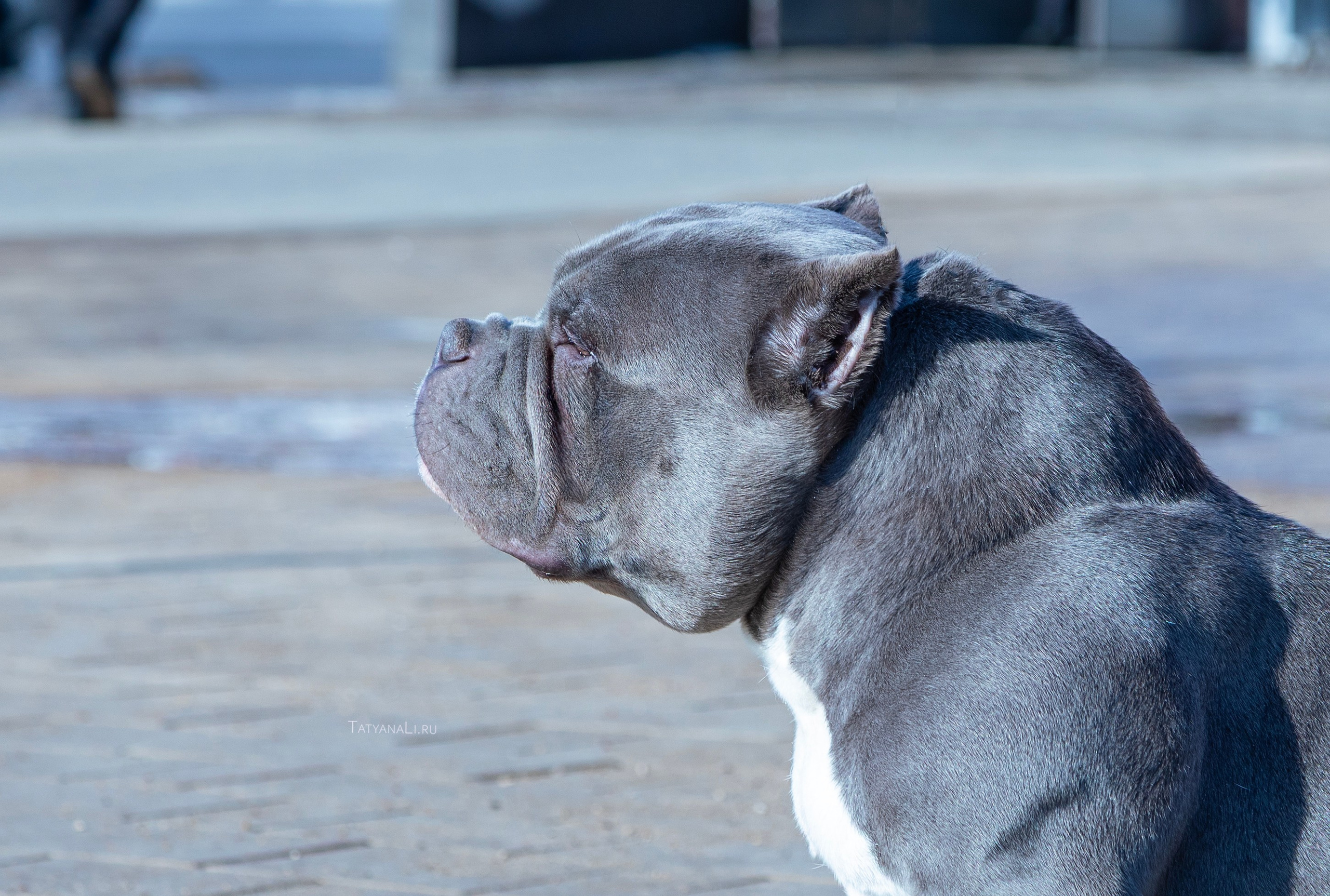 Американский булли. Фотограф — анималист Татьяна Ли