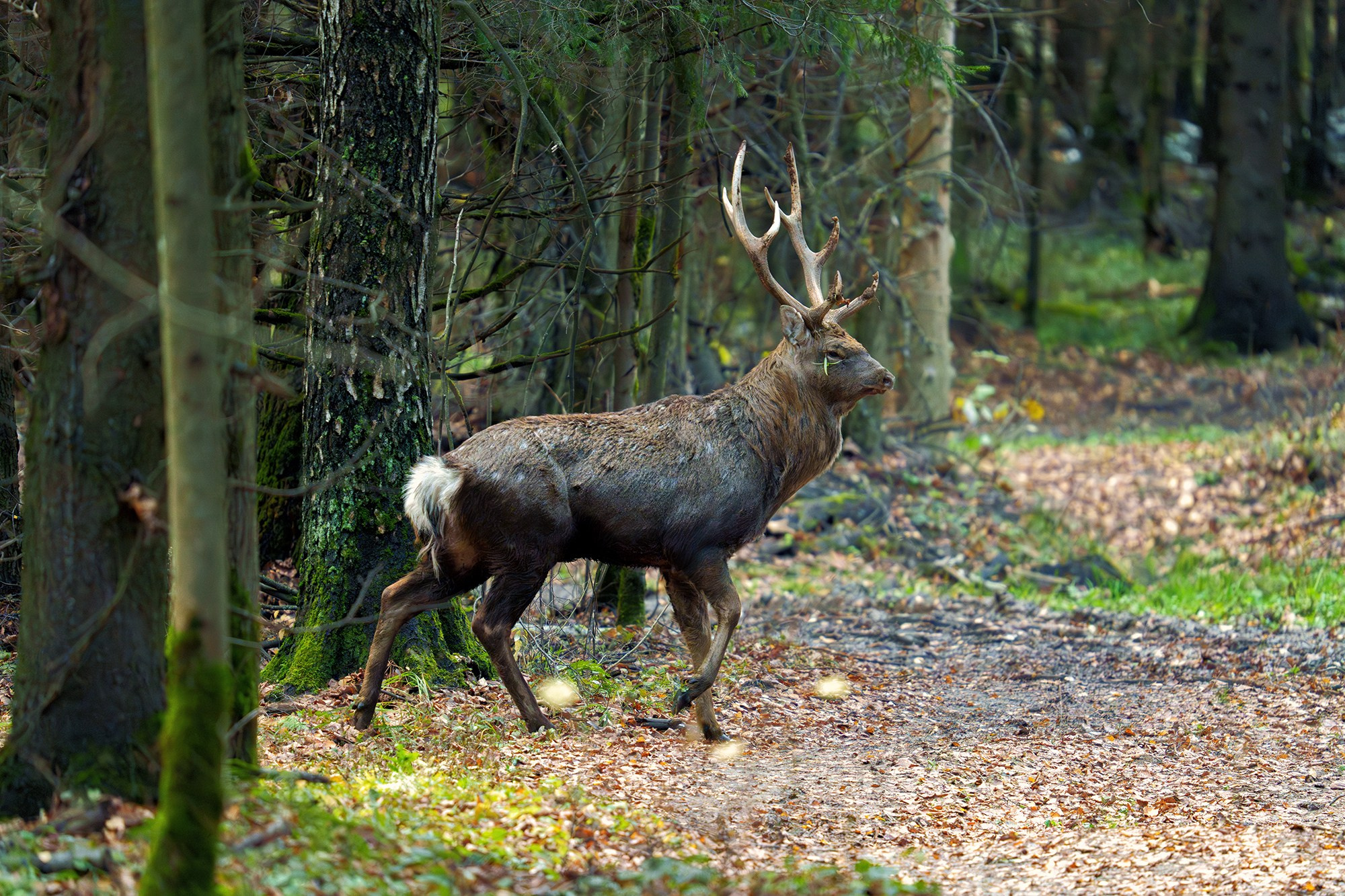 Животные. Ваш личный фотограф Марина Волкова