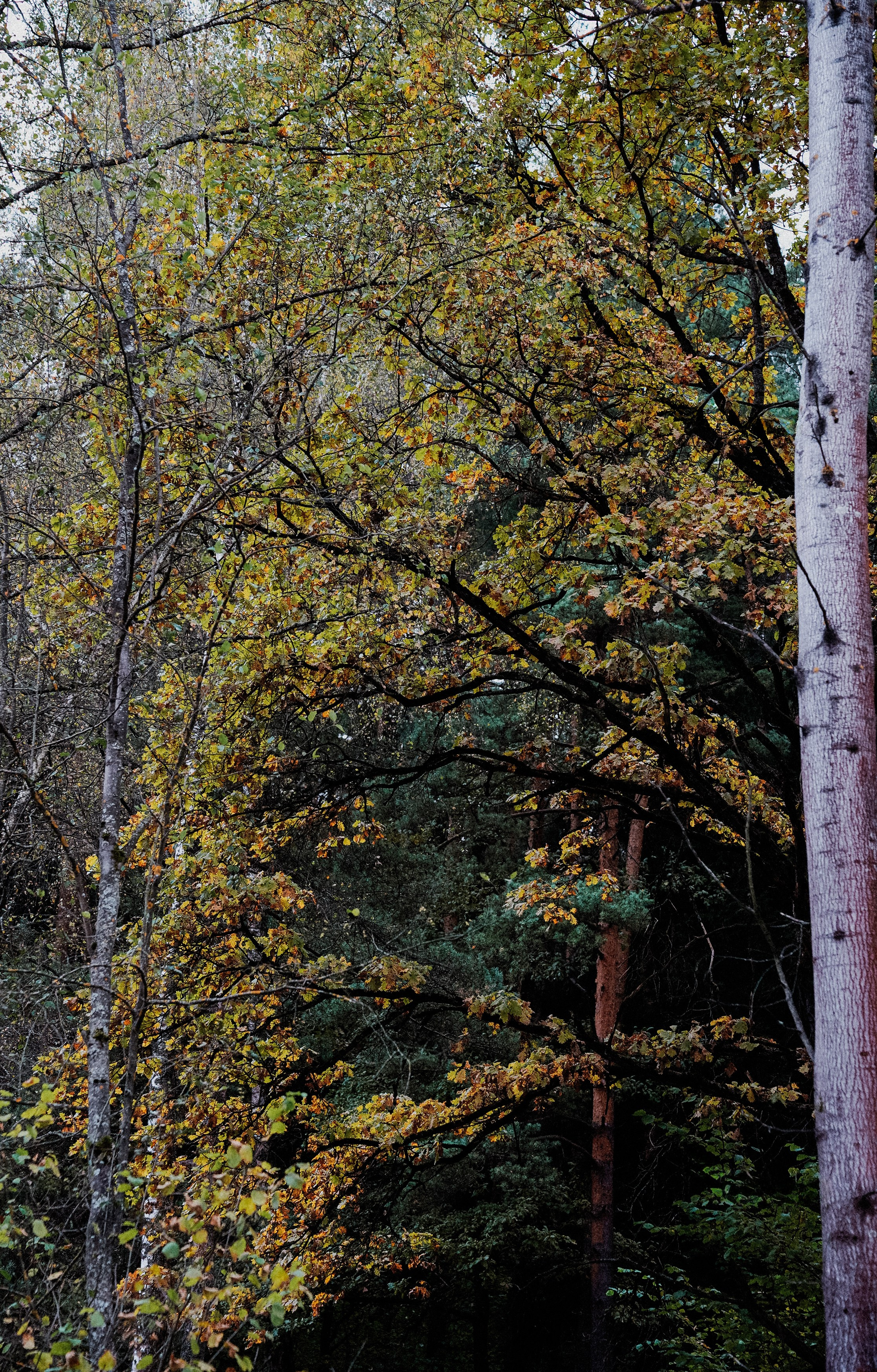 Осень 2025. Фотограф из Москвы — DASHA NOVA | Авторская фотография в разных жанрах