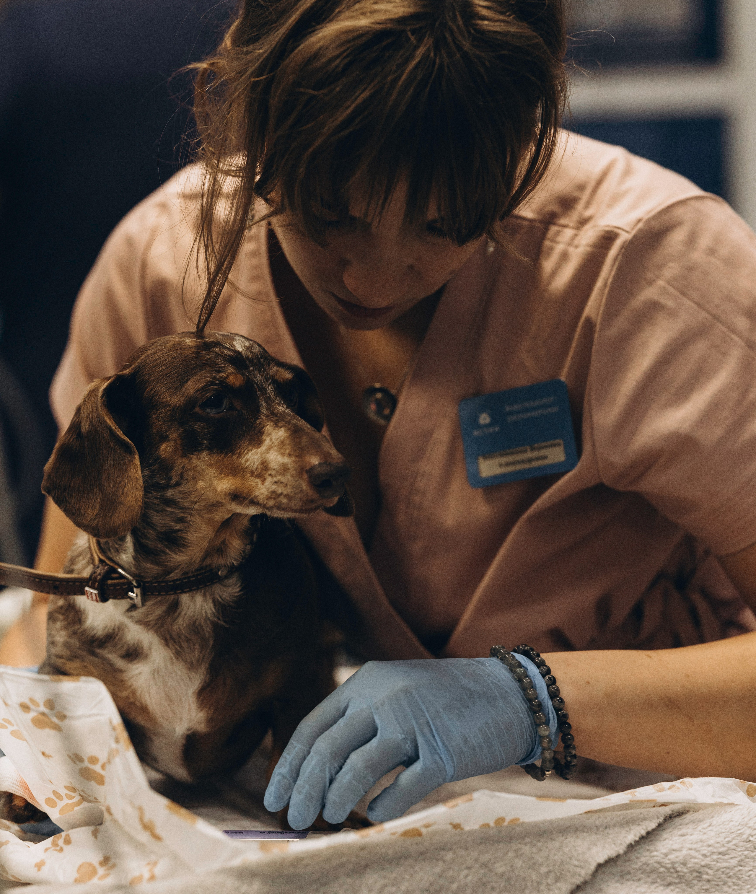 VetLife. Татьяна Афонина | Фотограф