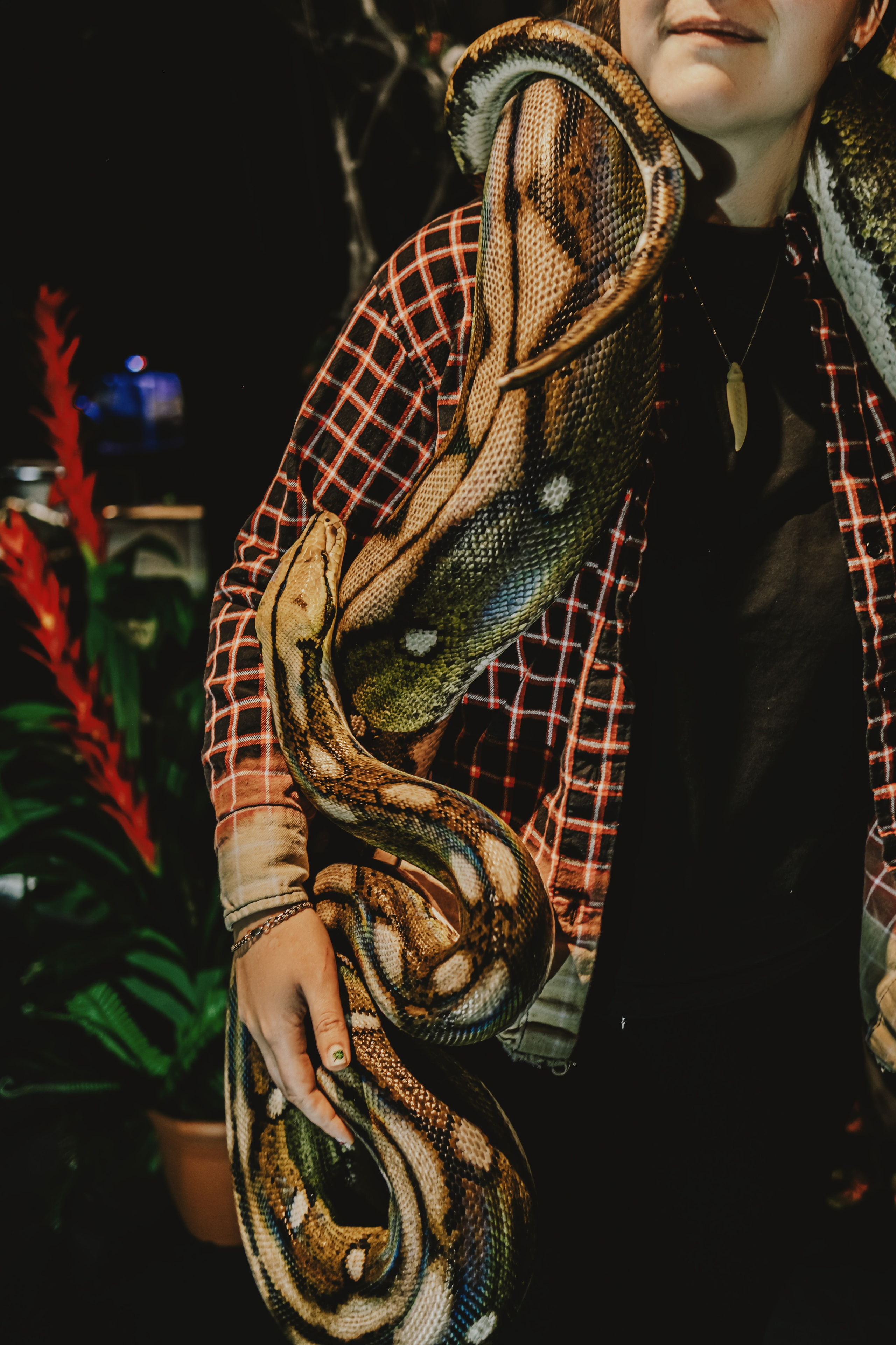 Дом Драконов. Nattie.ph