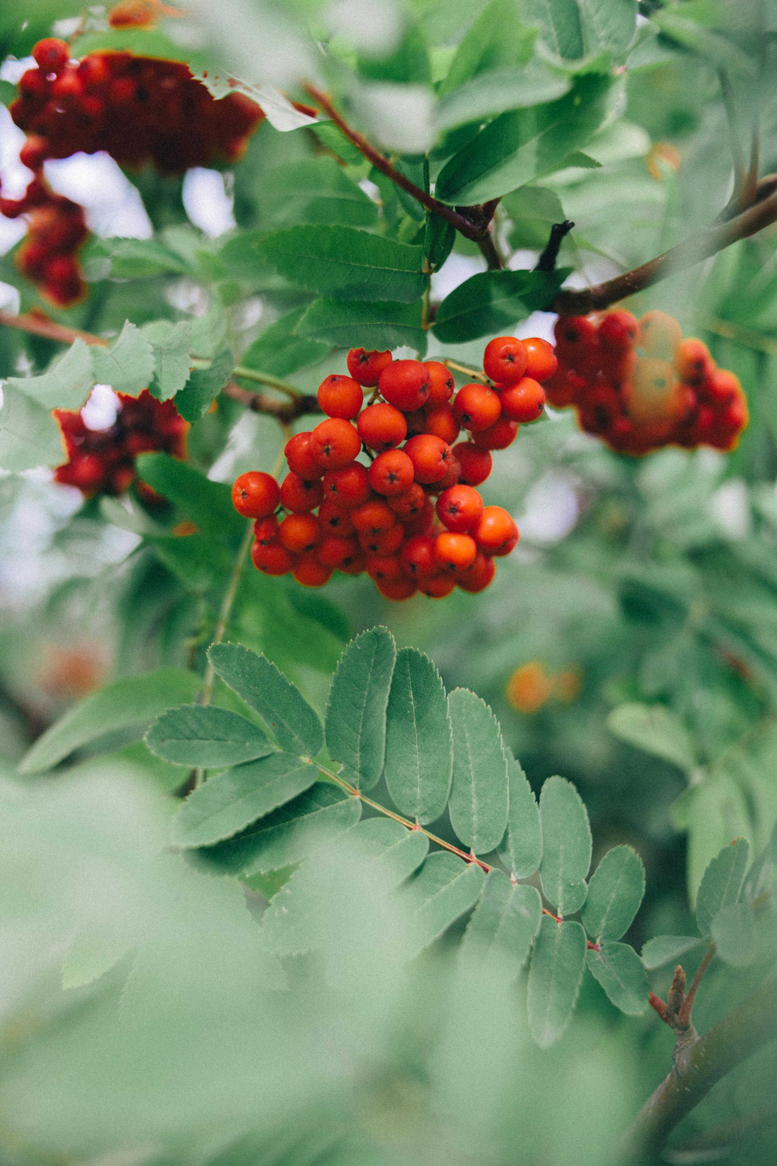 Садовые зарисовки, 2018 год