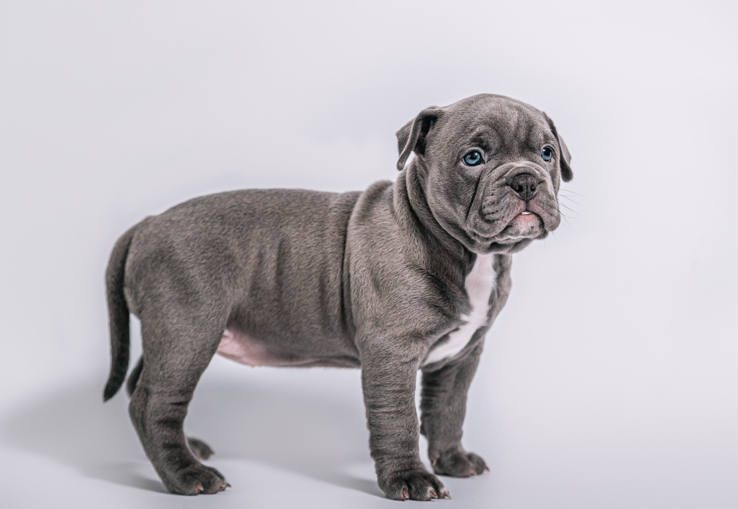 Ам. Булли щенки домашние фотосесии. Главная