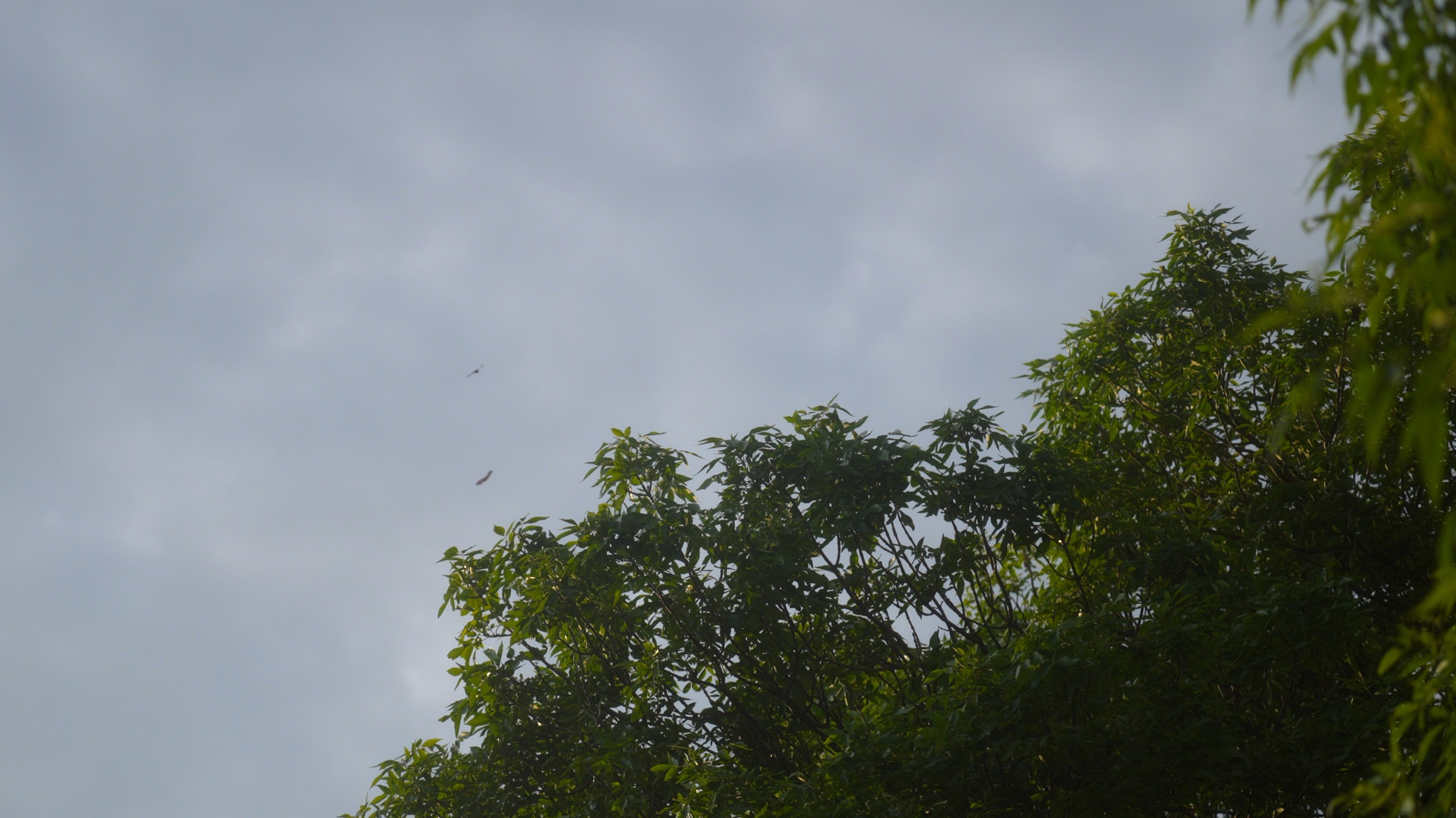 Инга и Алексей. Агата Акварель видеограф Сочи Краснодар