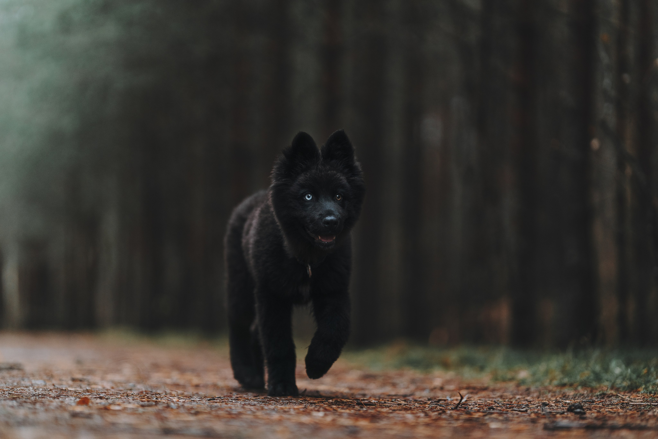 Джанго. Фотограф анималист Осипчикова Мария