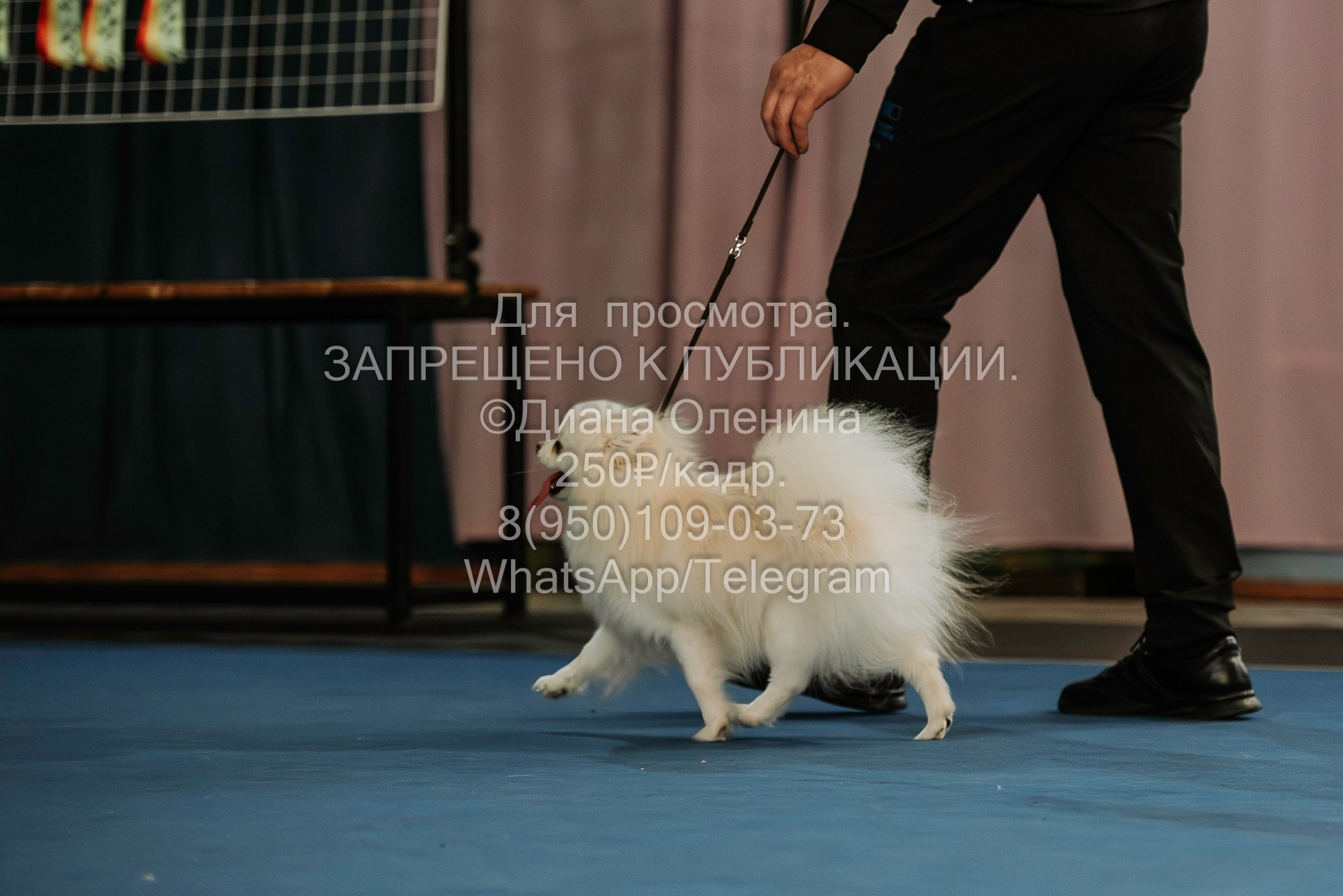 Выставка собак Красноярск 29.10.2023. Фотограф Диана Оленина Красноярск / Братск